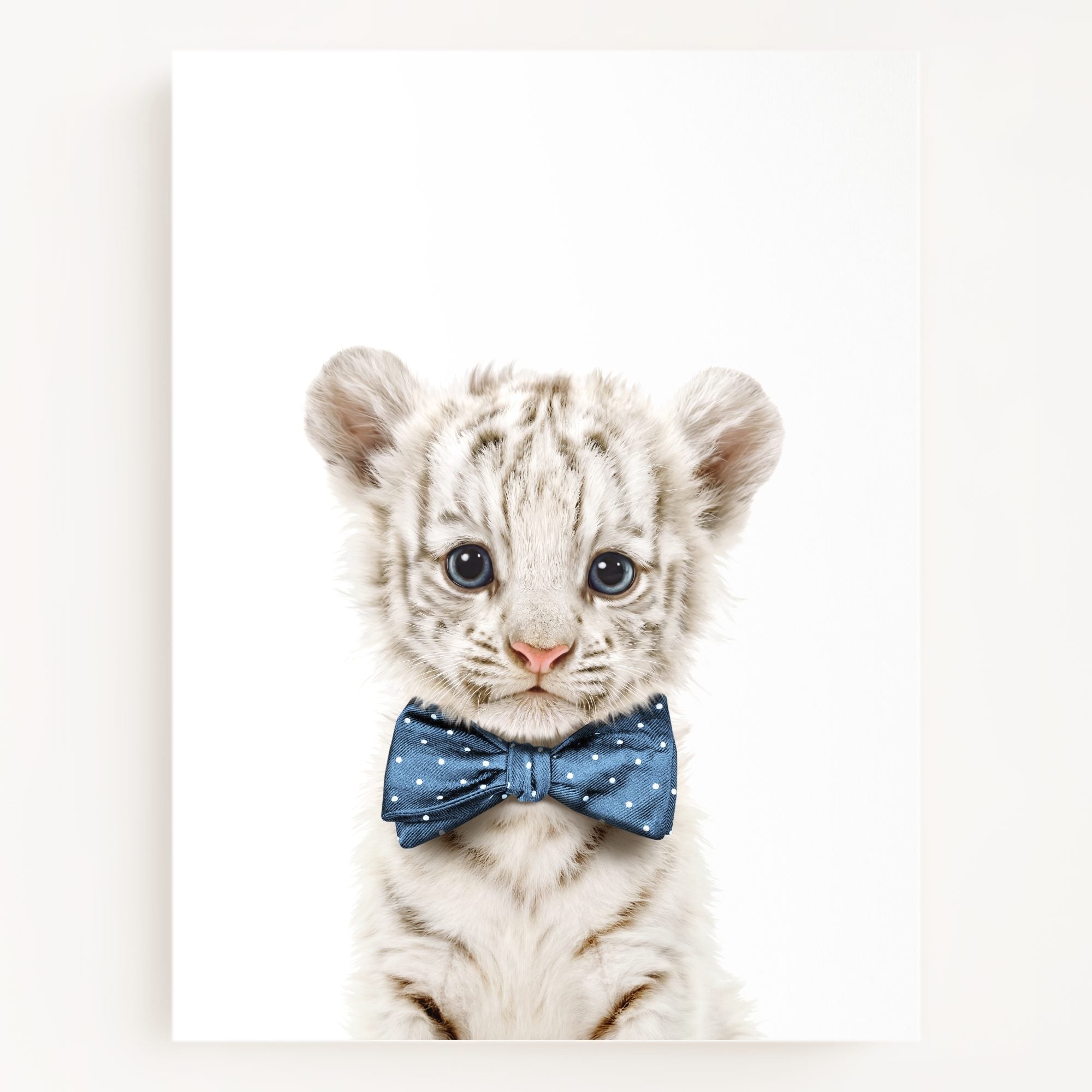 Baby White Tiger