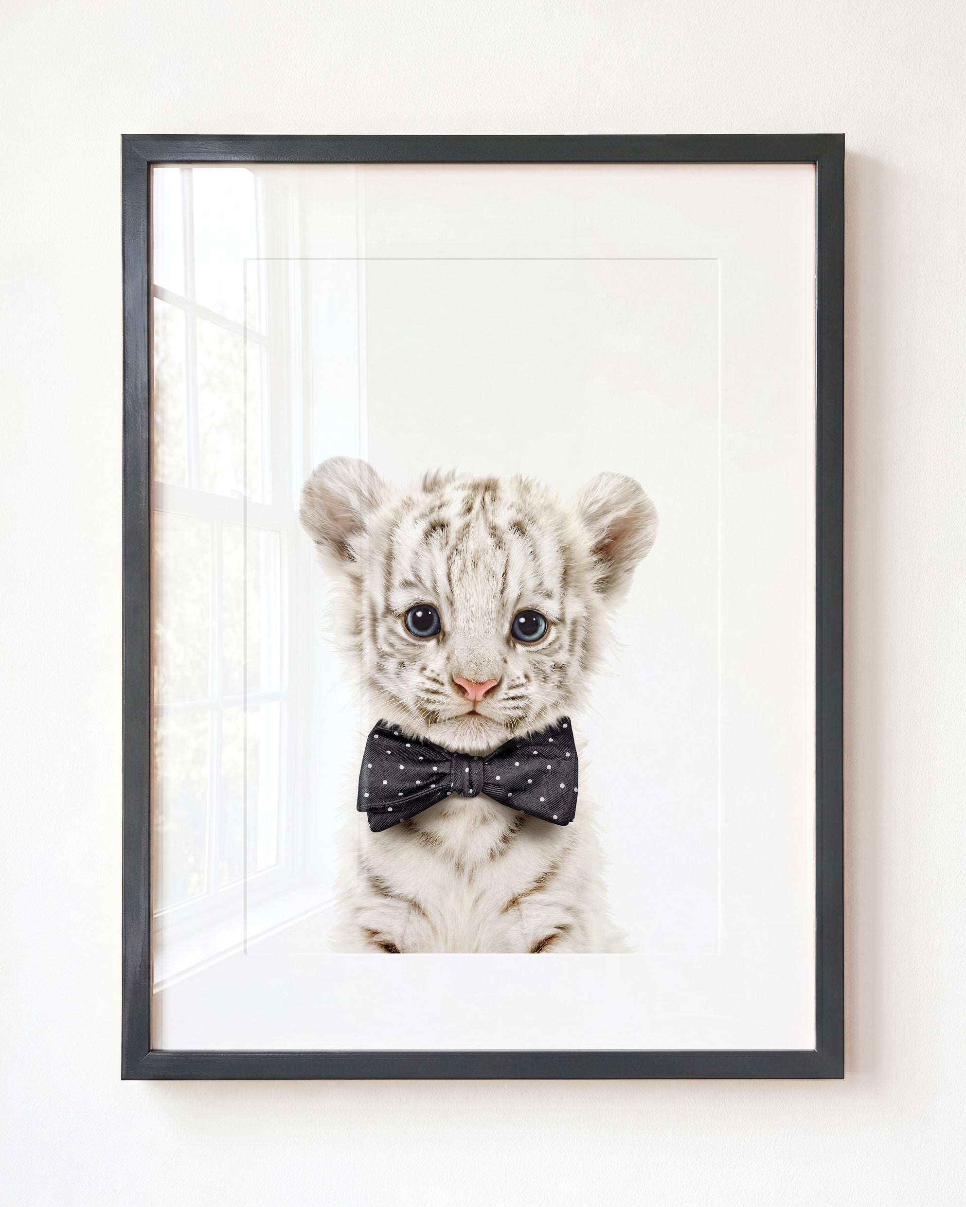 Baby White Tiger