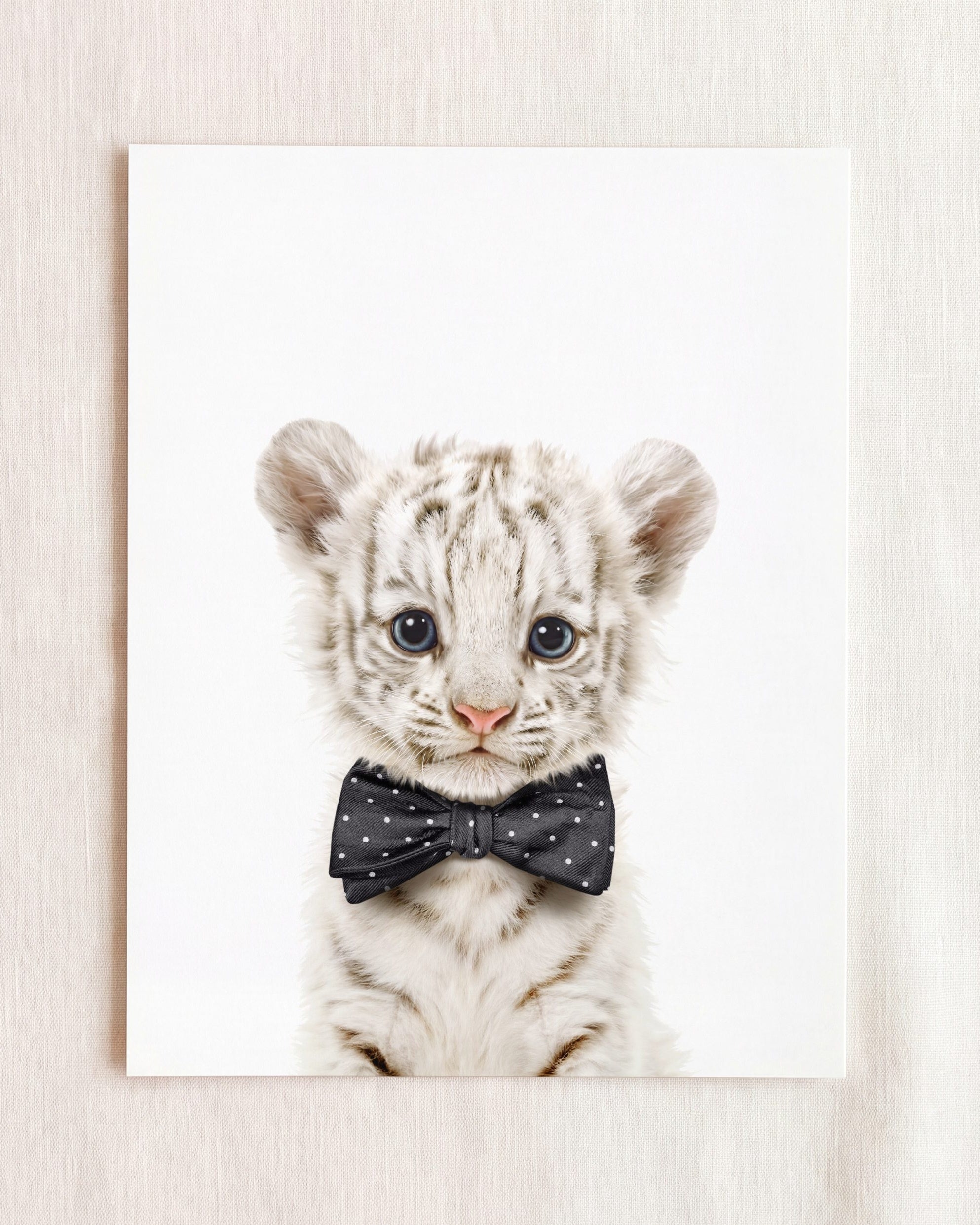 Baby White Tiger