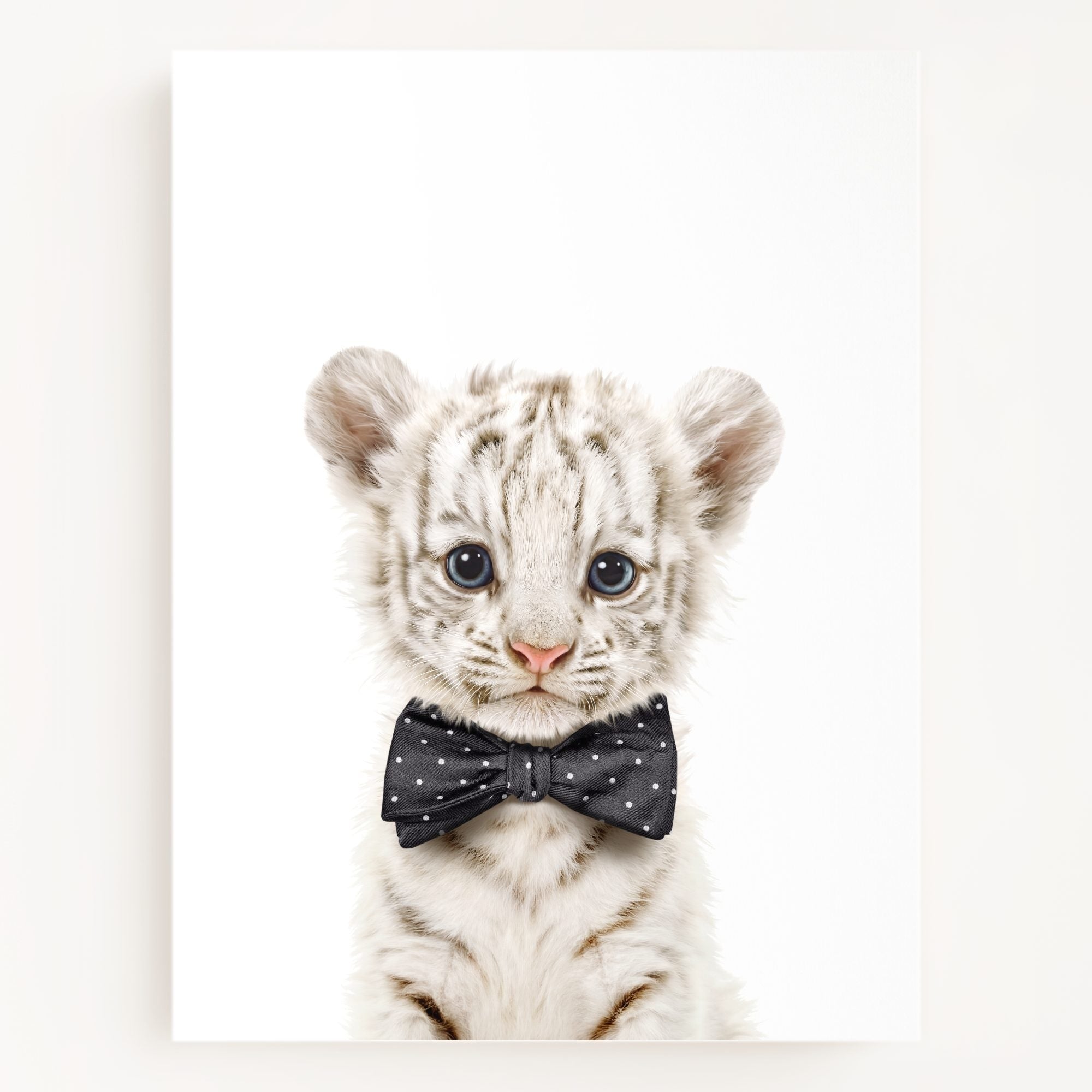 Baby White Tiger