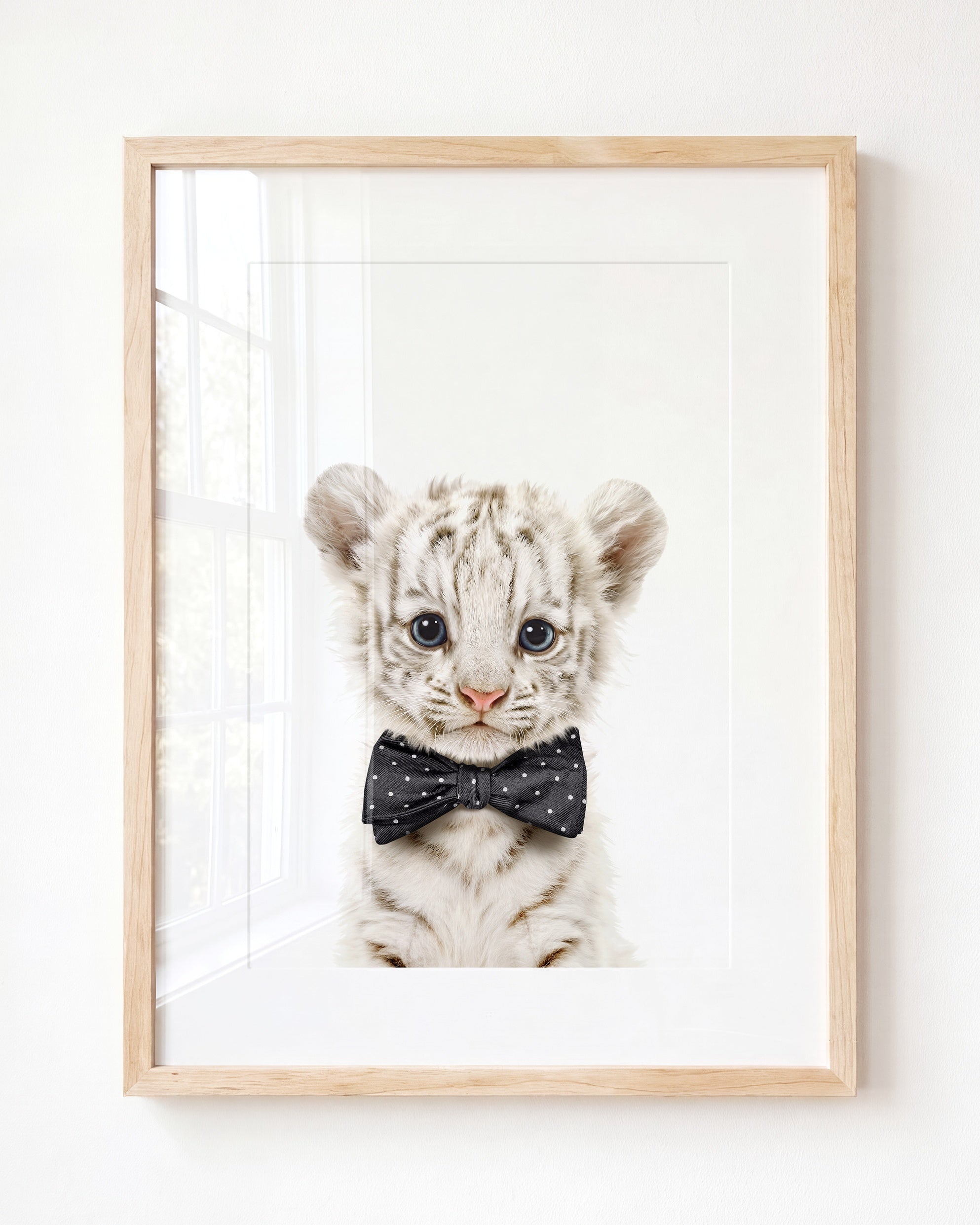 Baby White Tiger