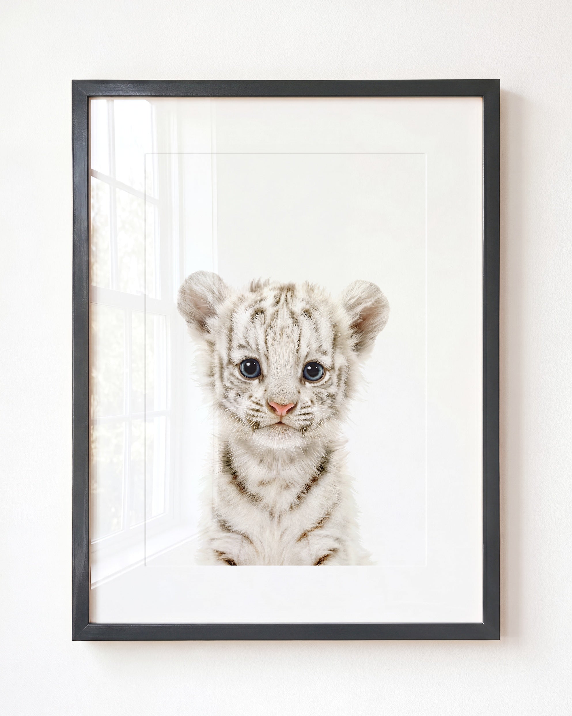Baby White Tiger