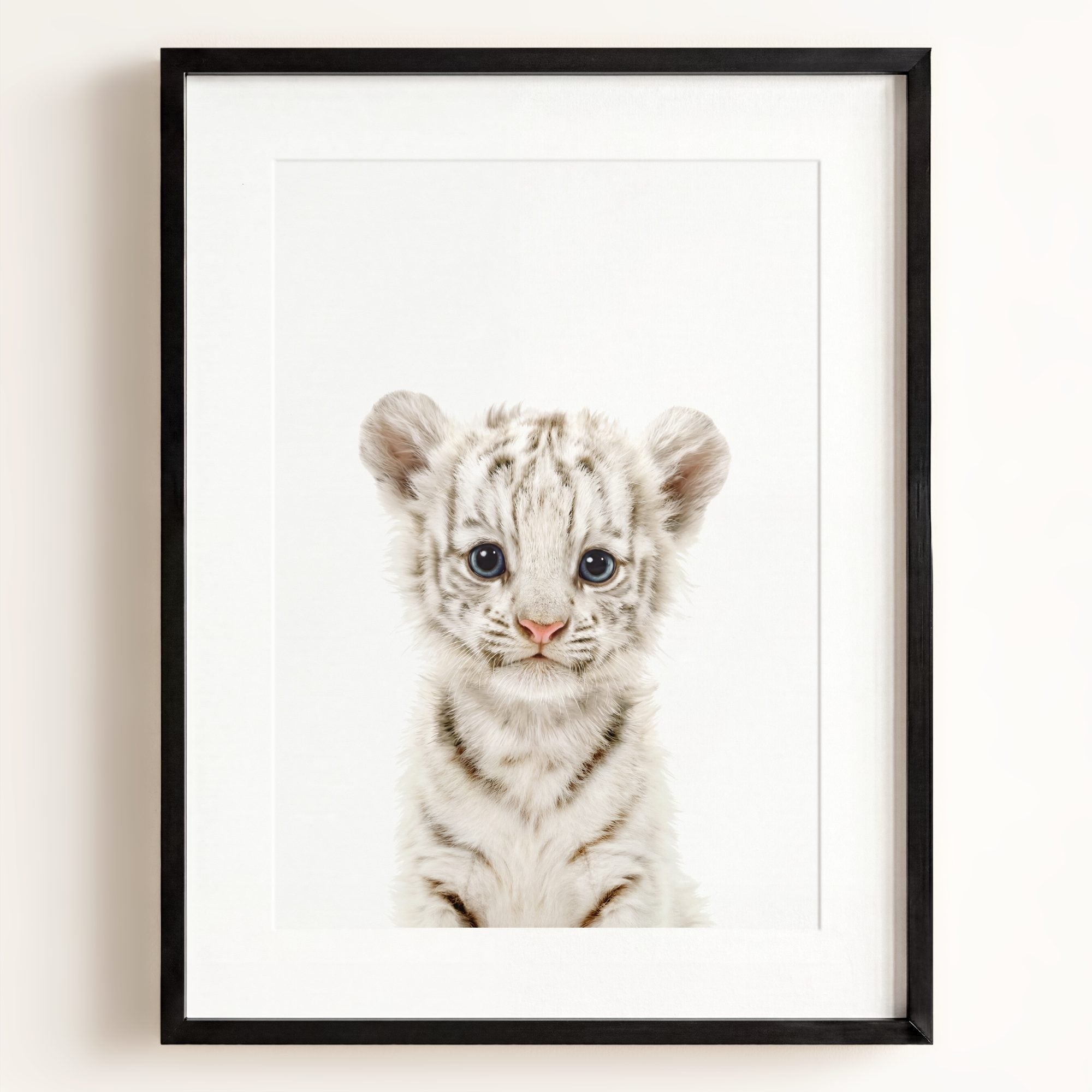 Baby White Tiger