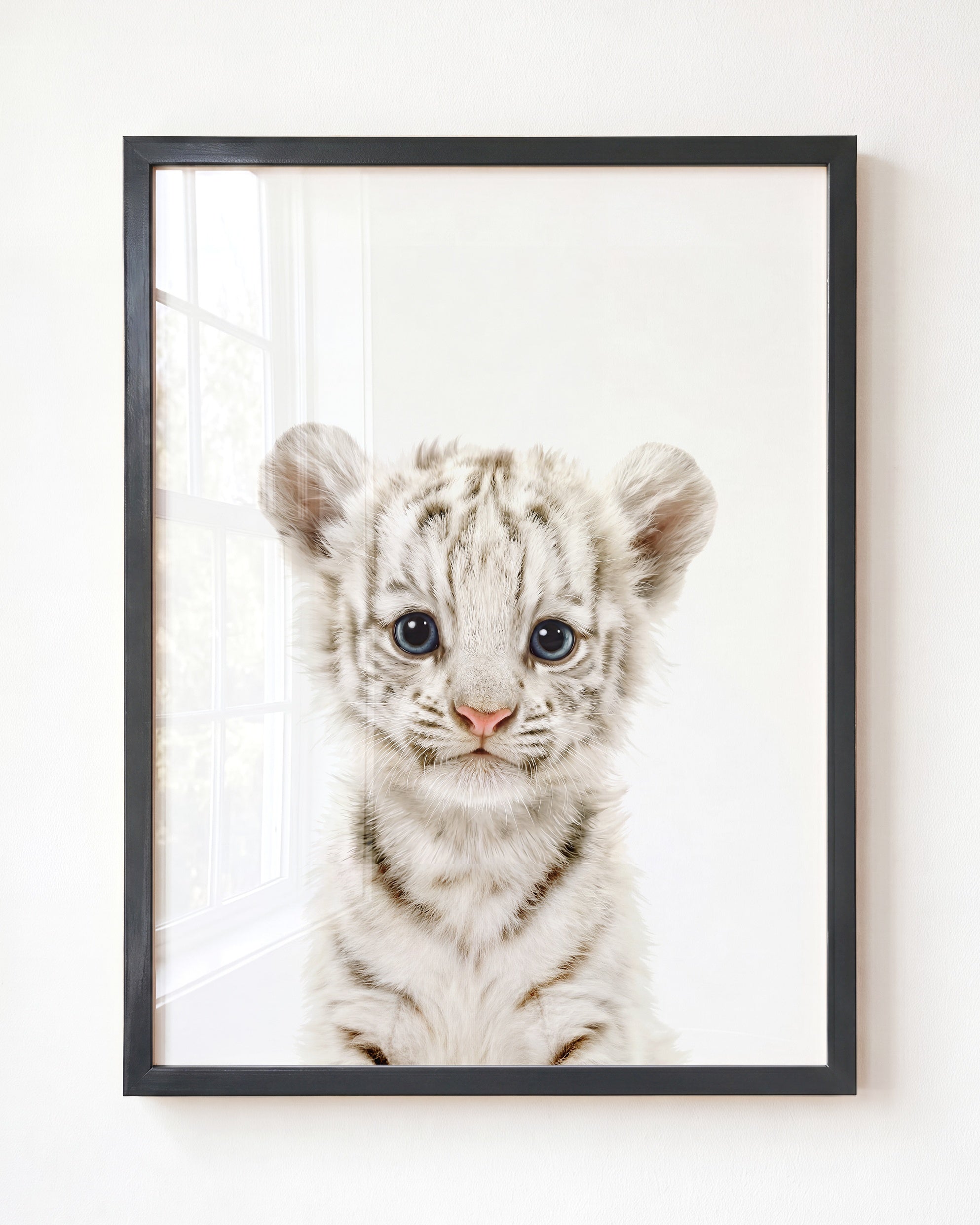 Baby White Tiger