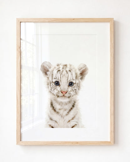 Baby White Tiger