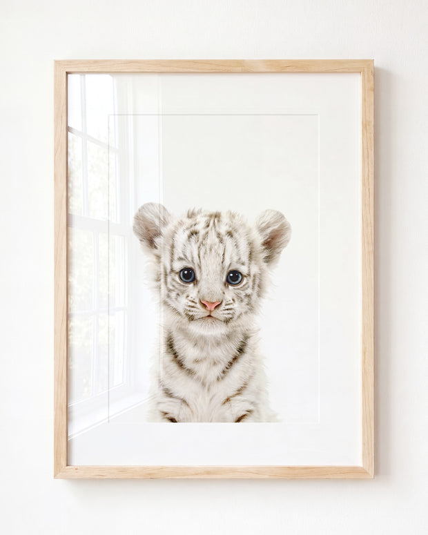 Baby White Tiger