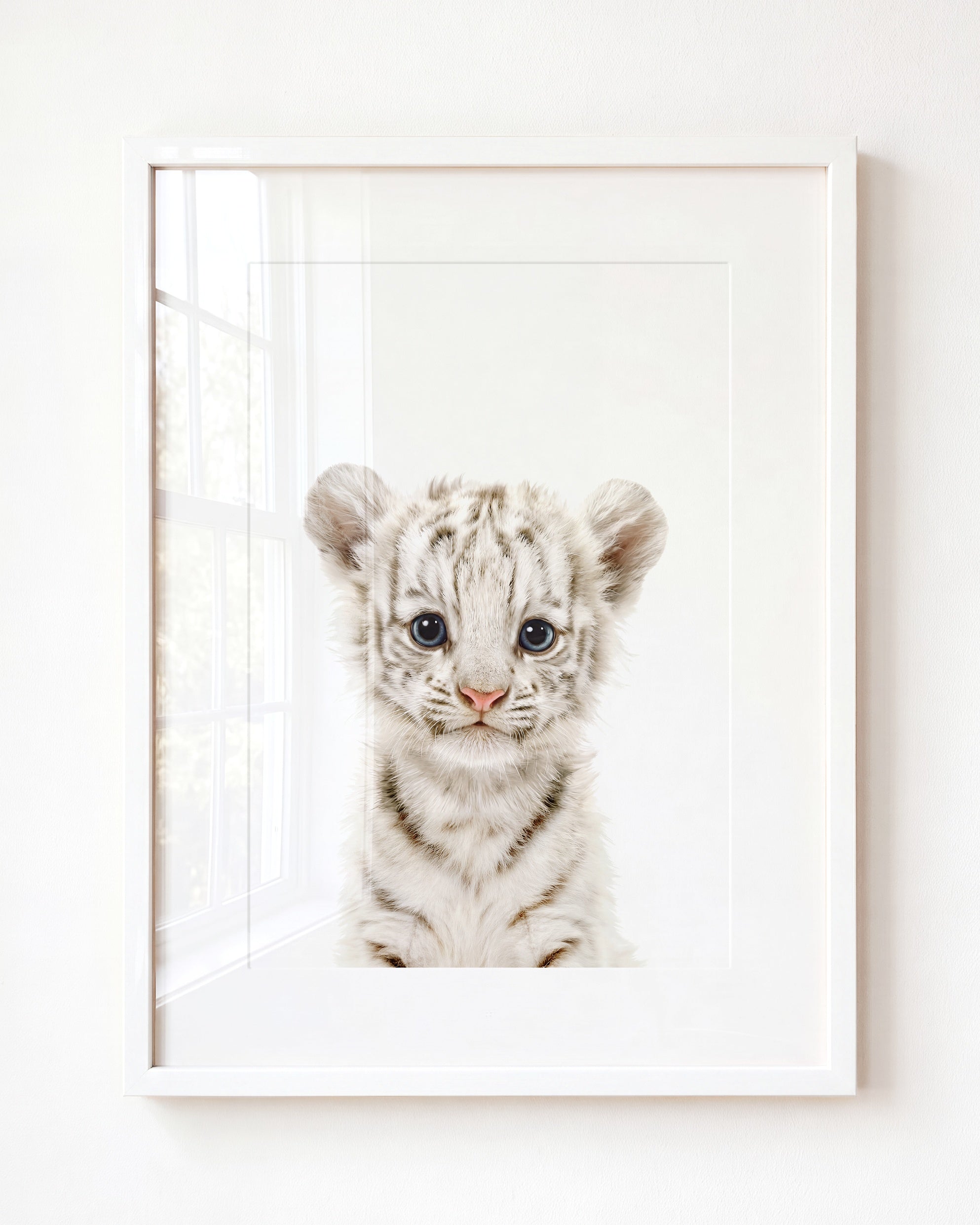 Baby White Tiger