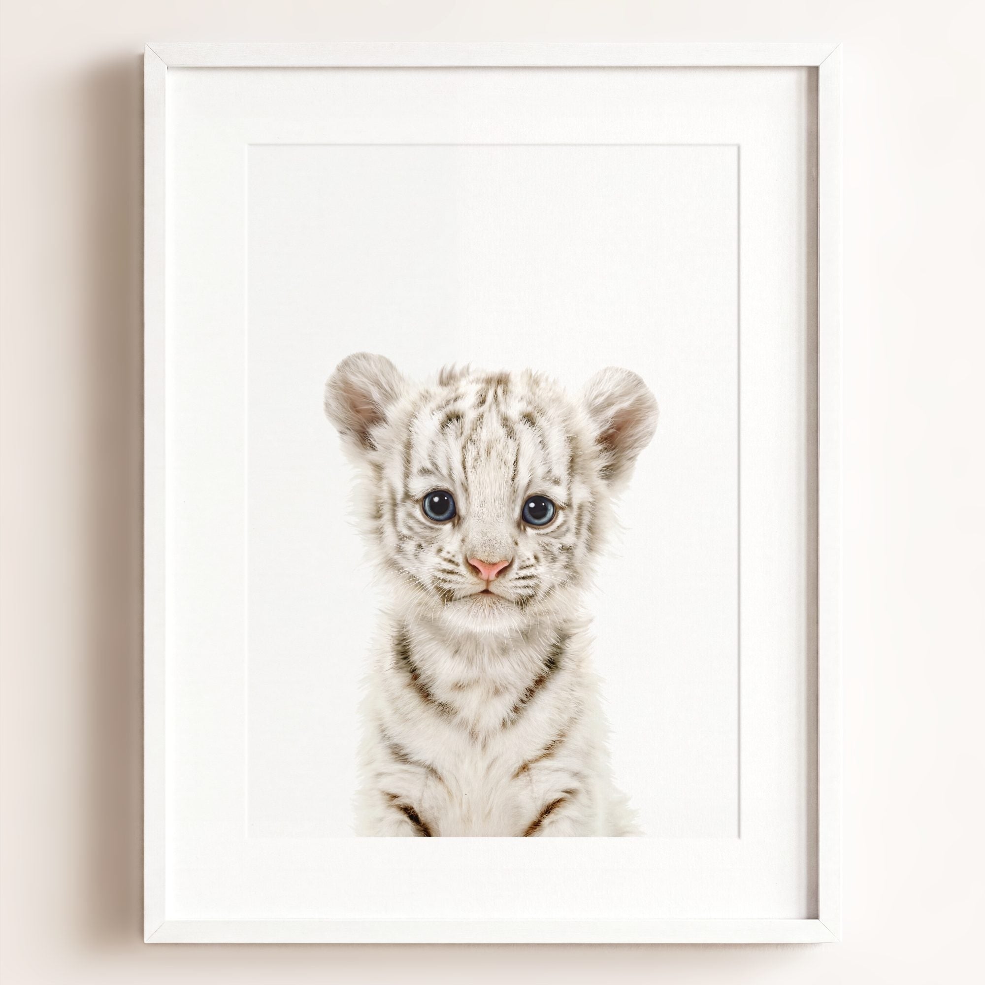 Baby White Tiger