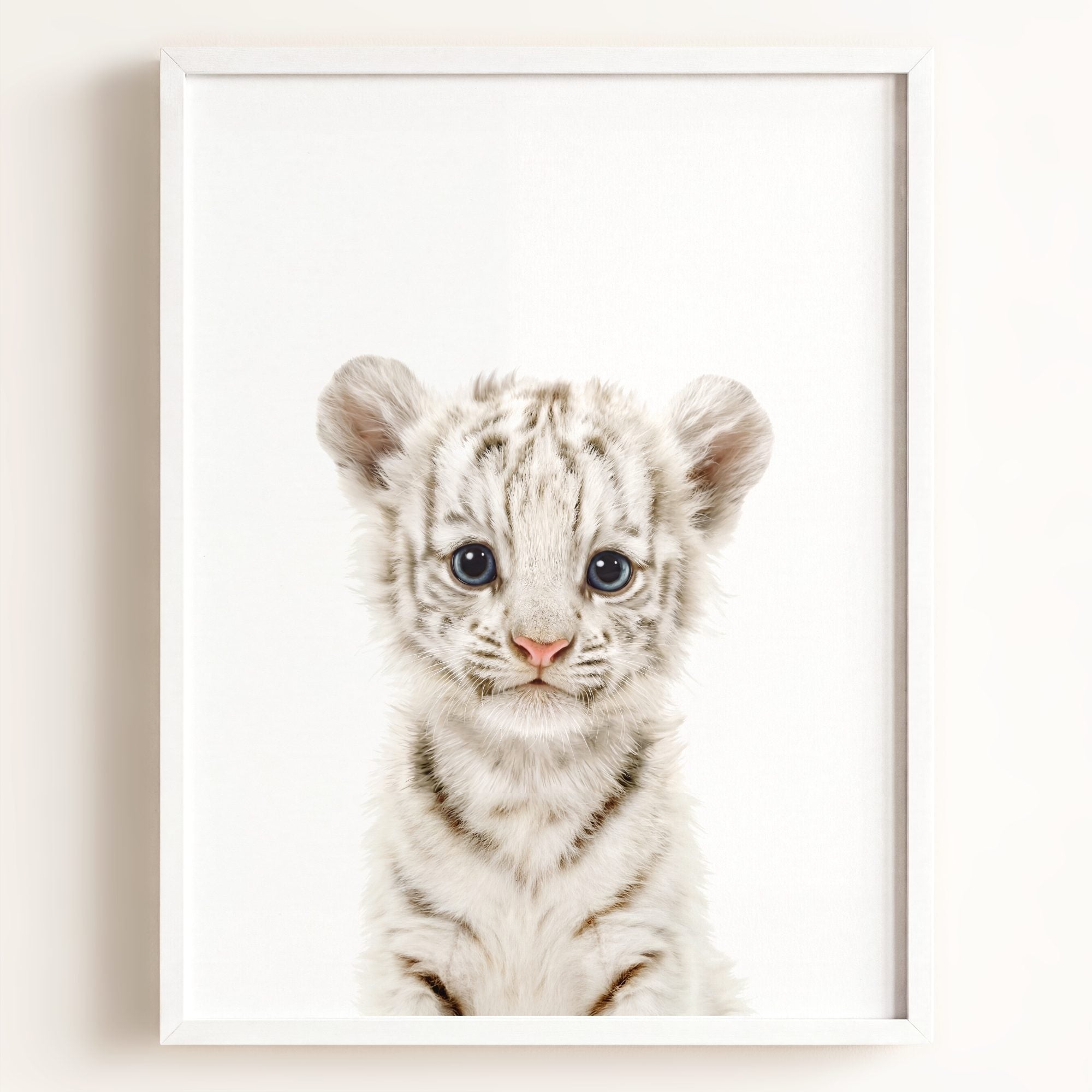Baby White Tiger