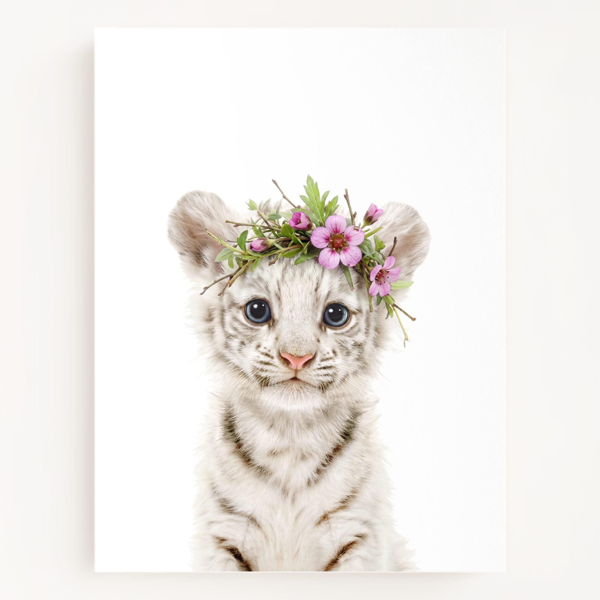 Baby White Tiger