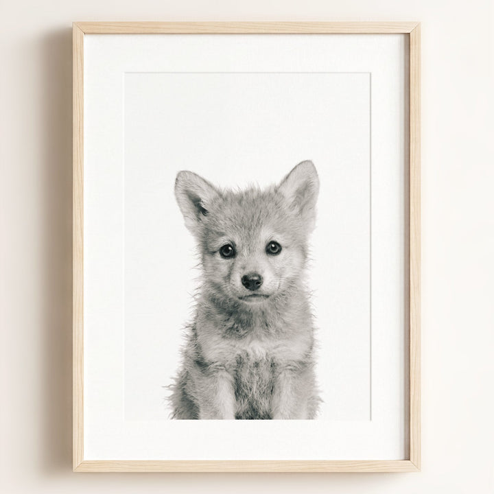Baby Wolf
