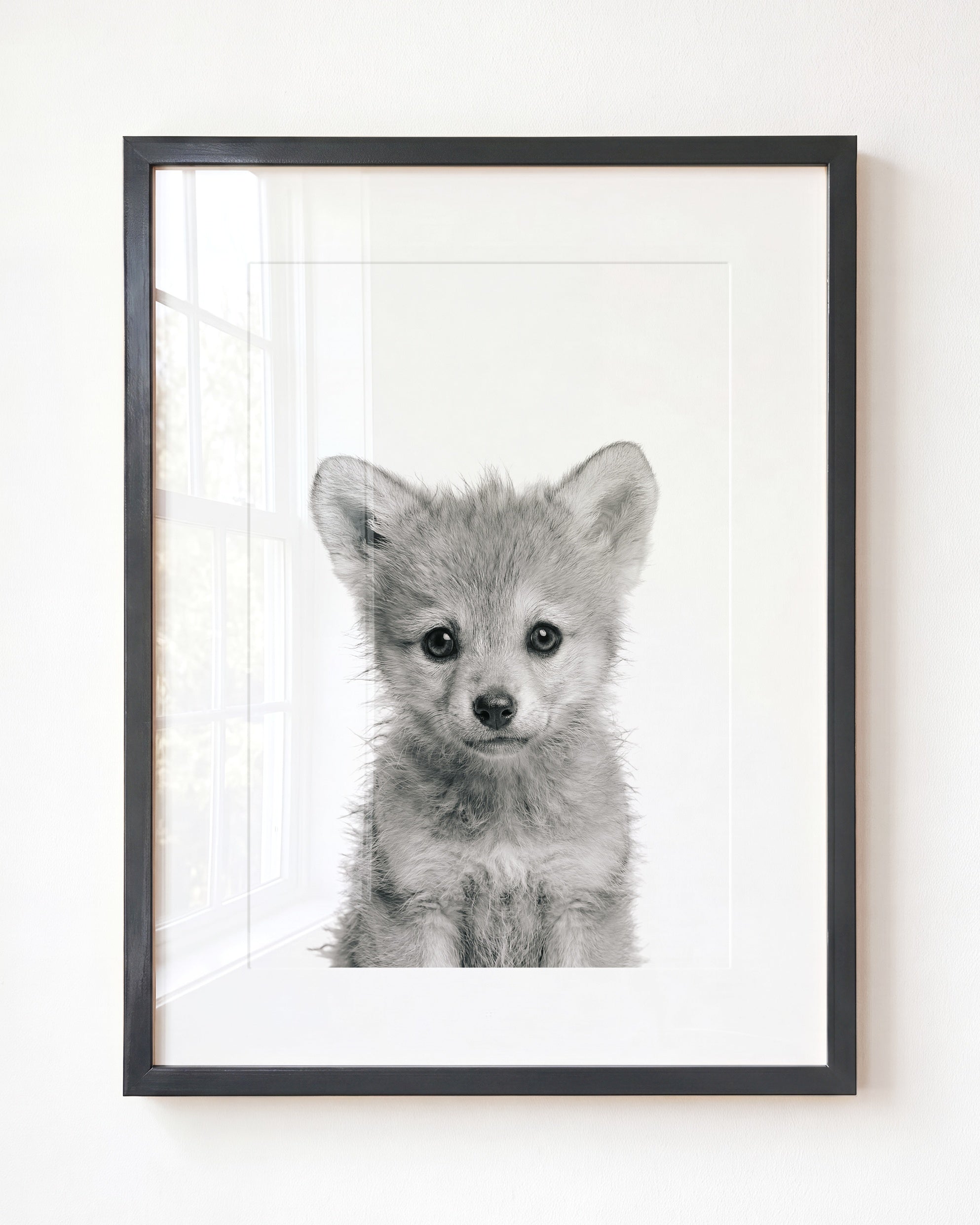 Baby Wolf