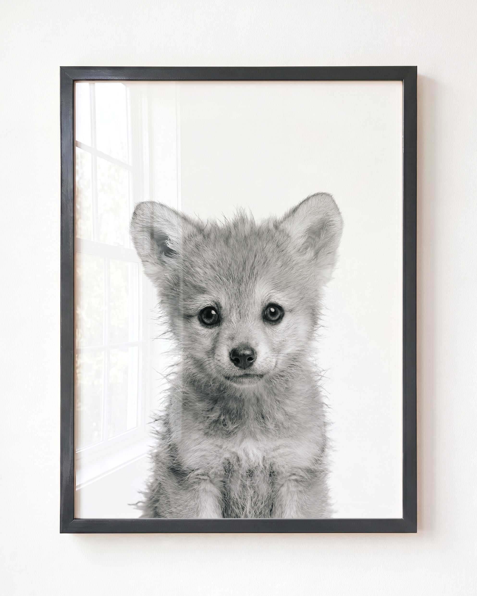 Baby Wolf
