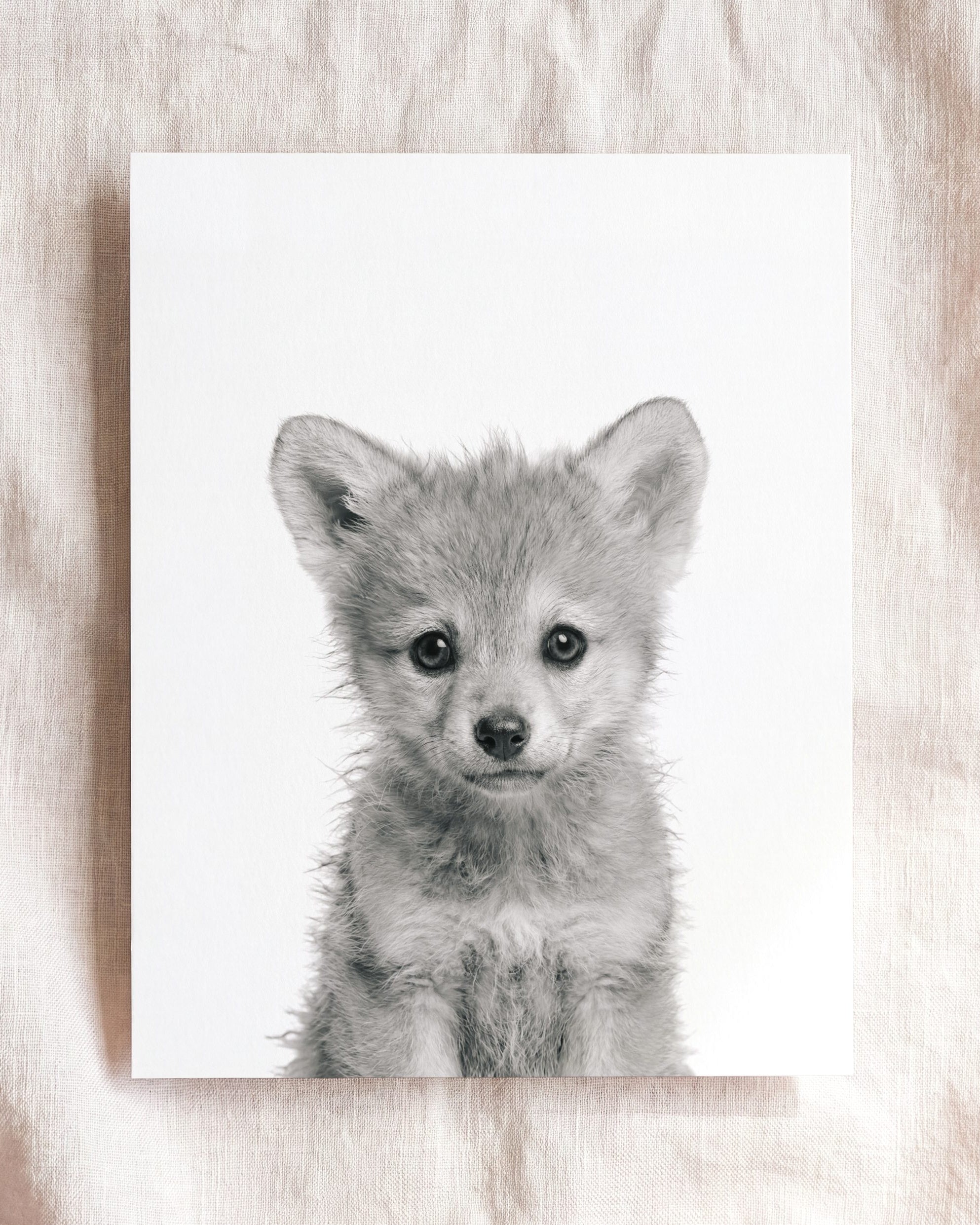 Baby Wolf
