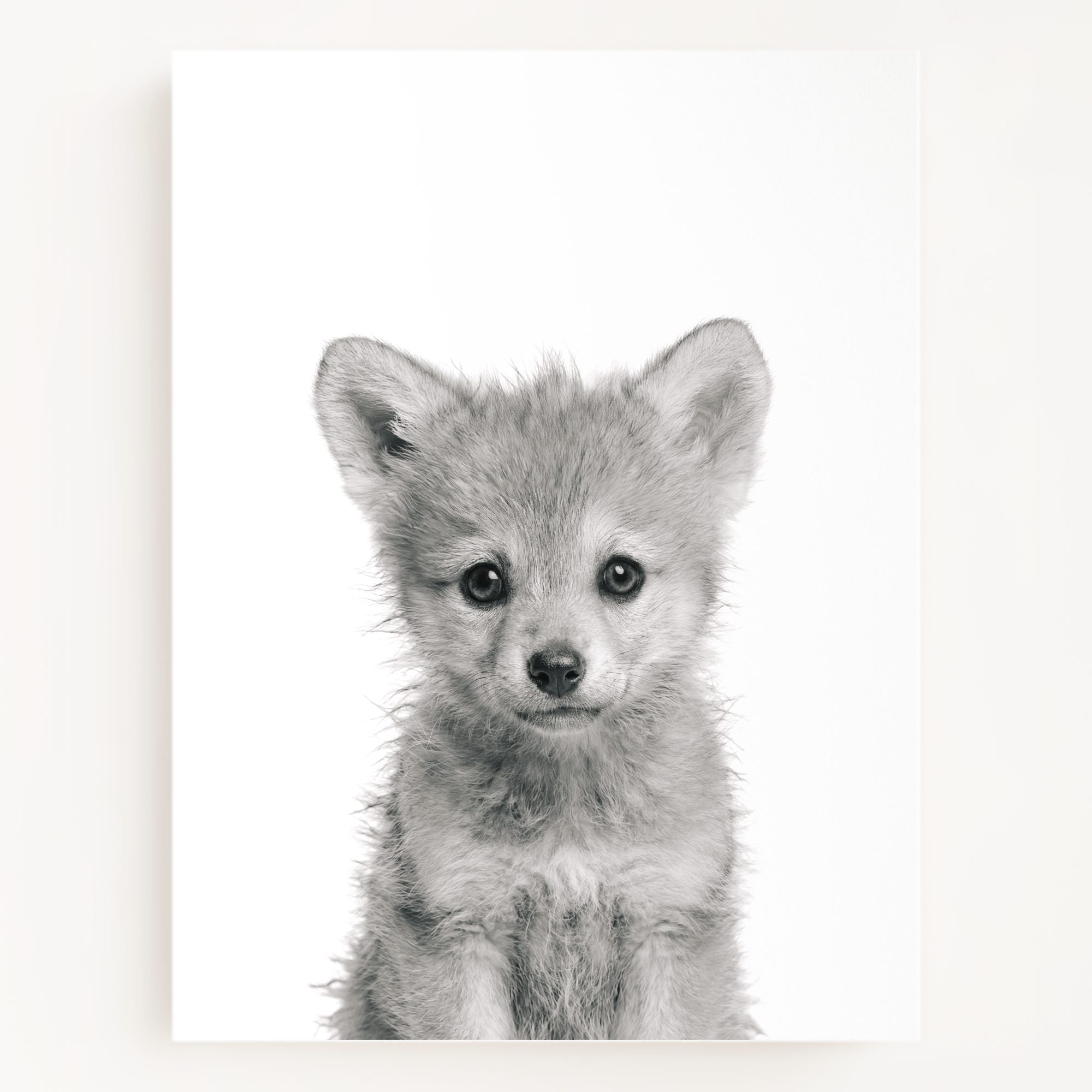 Baby Wolf