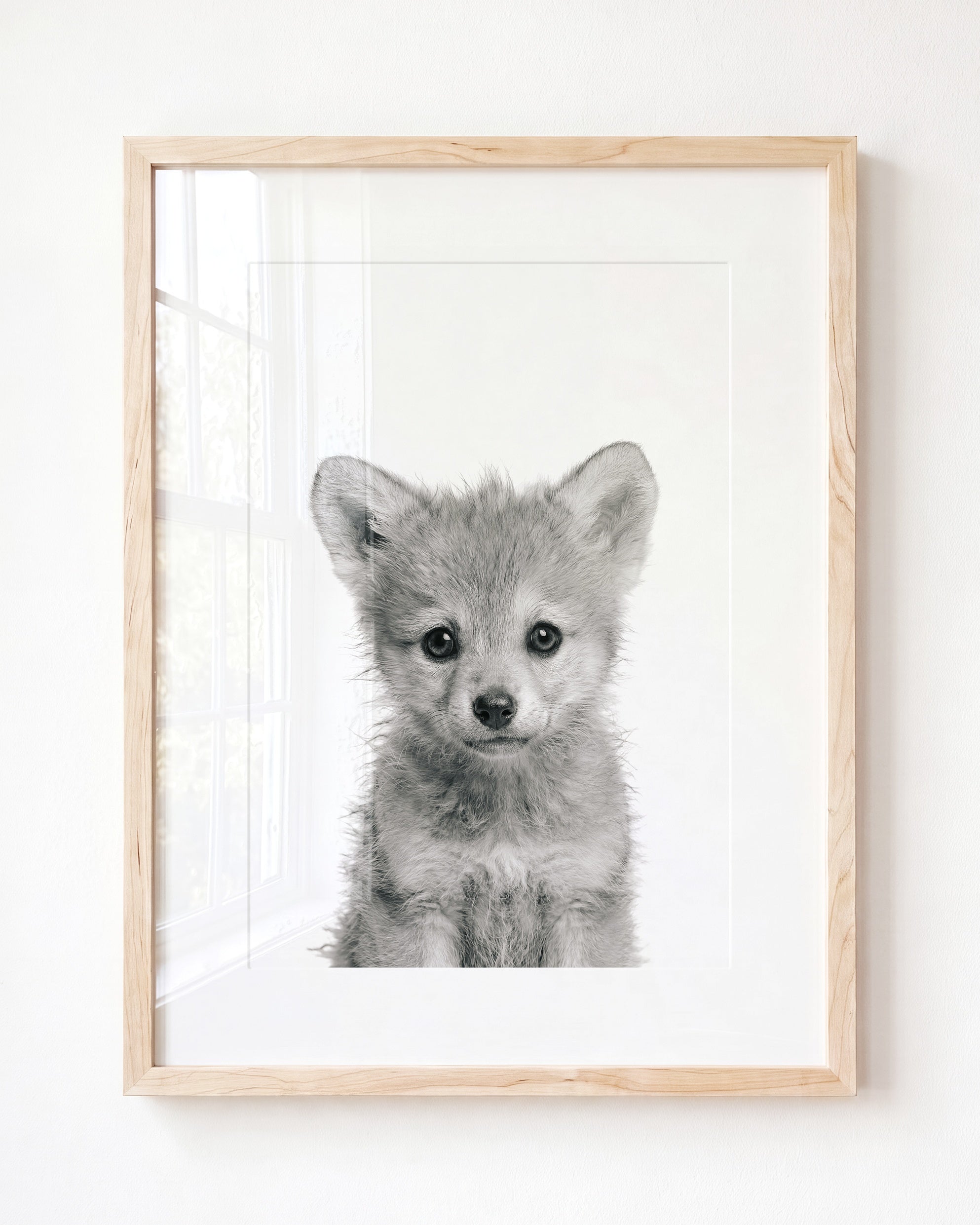 Baby Wolf