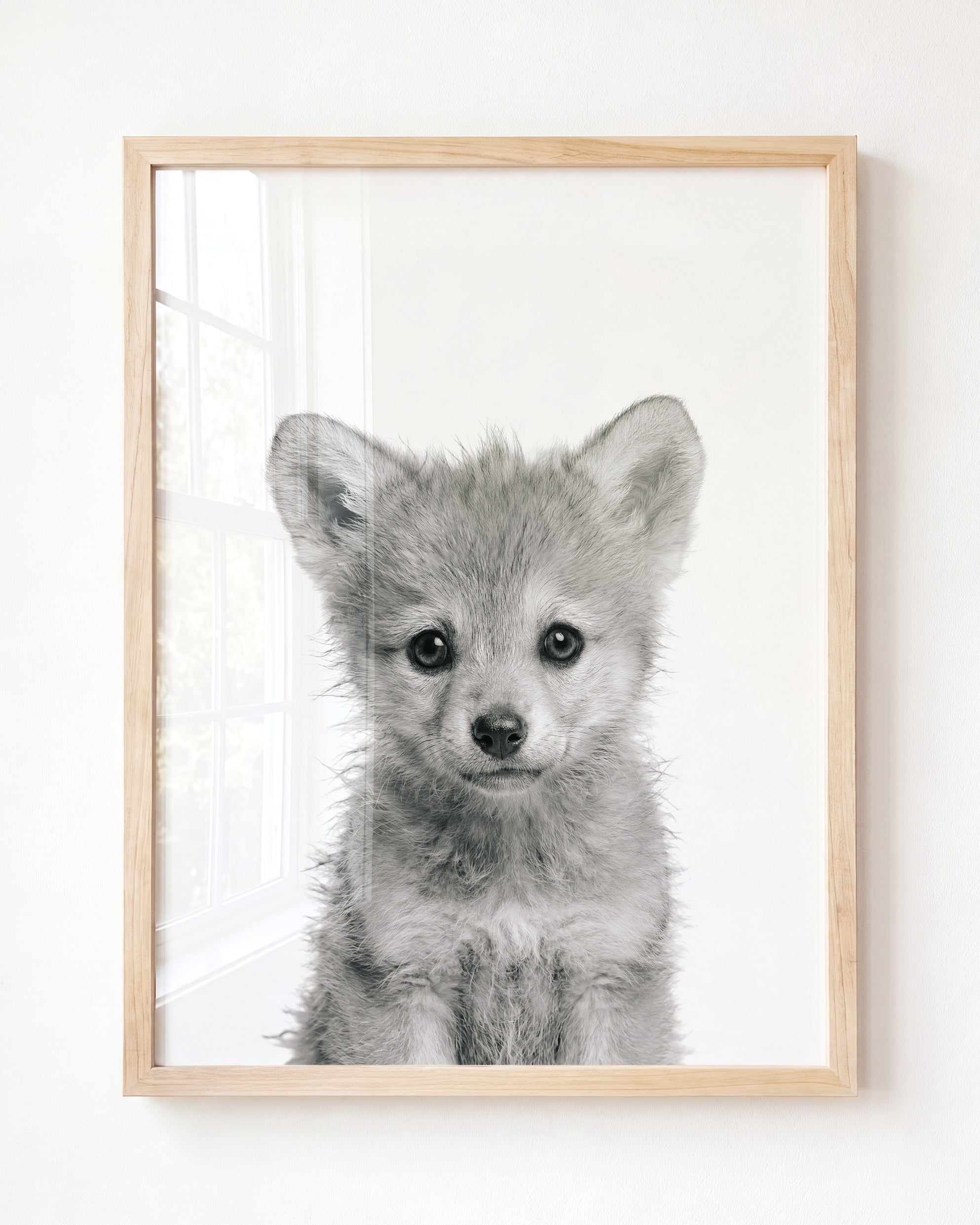 Baby Wolf