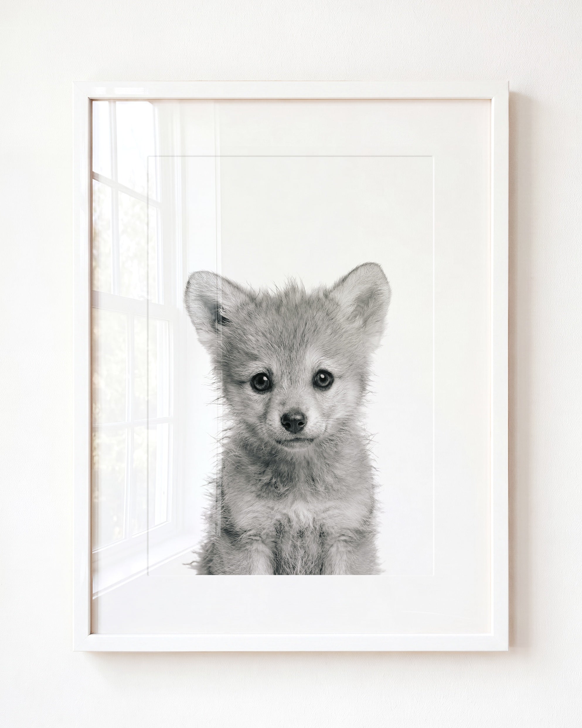 Baby Wolf