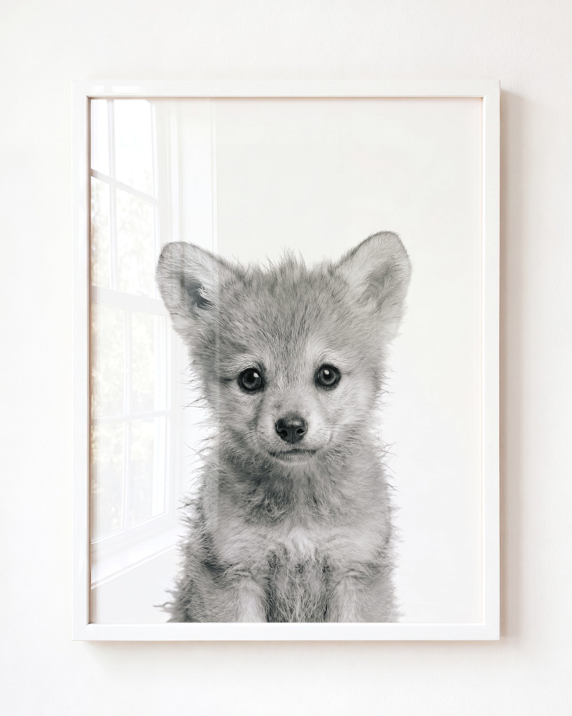 Baby Wolf