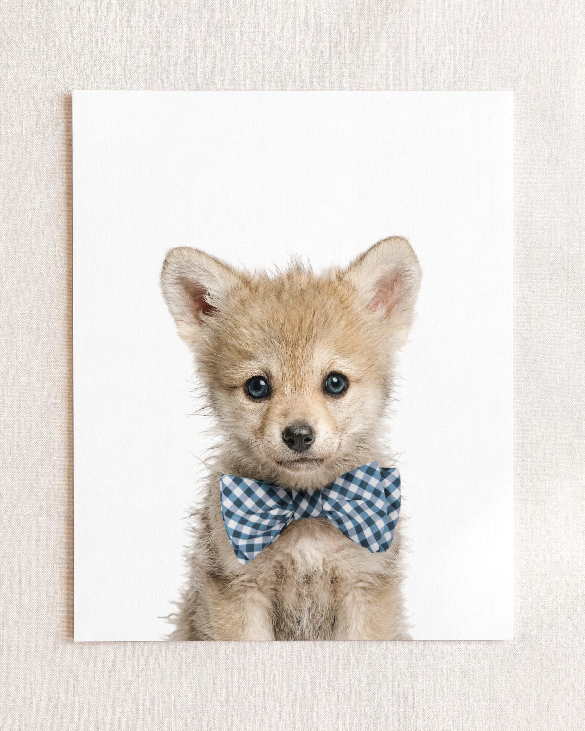 Baby Wolf