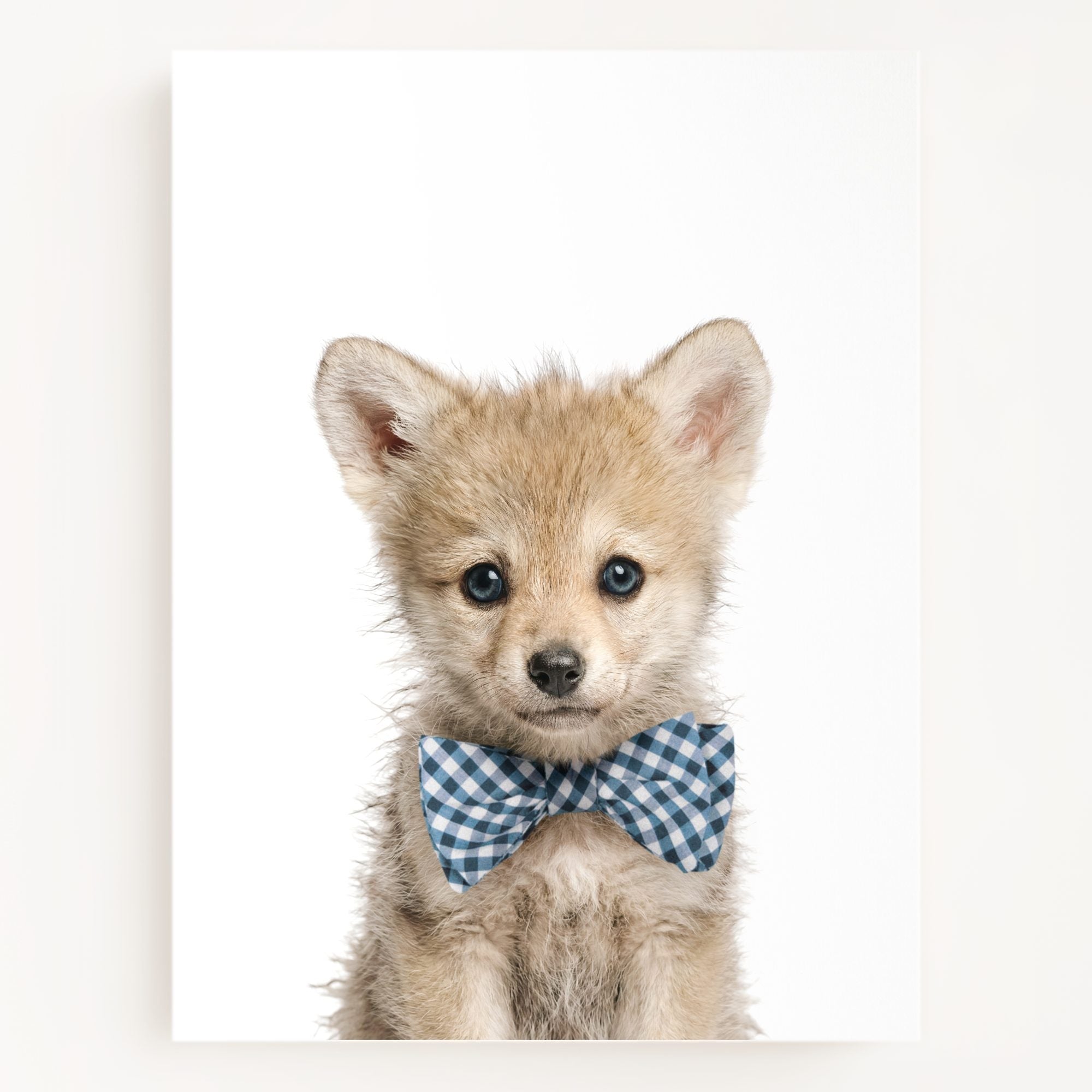 Baby Wolf