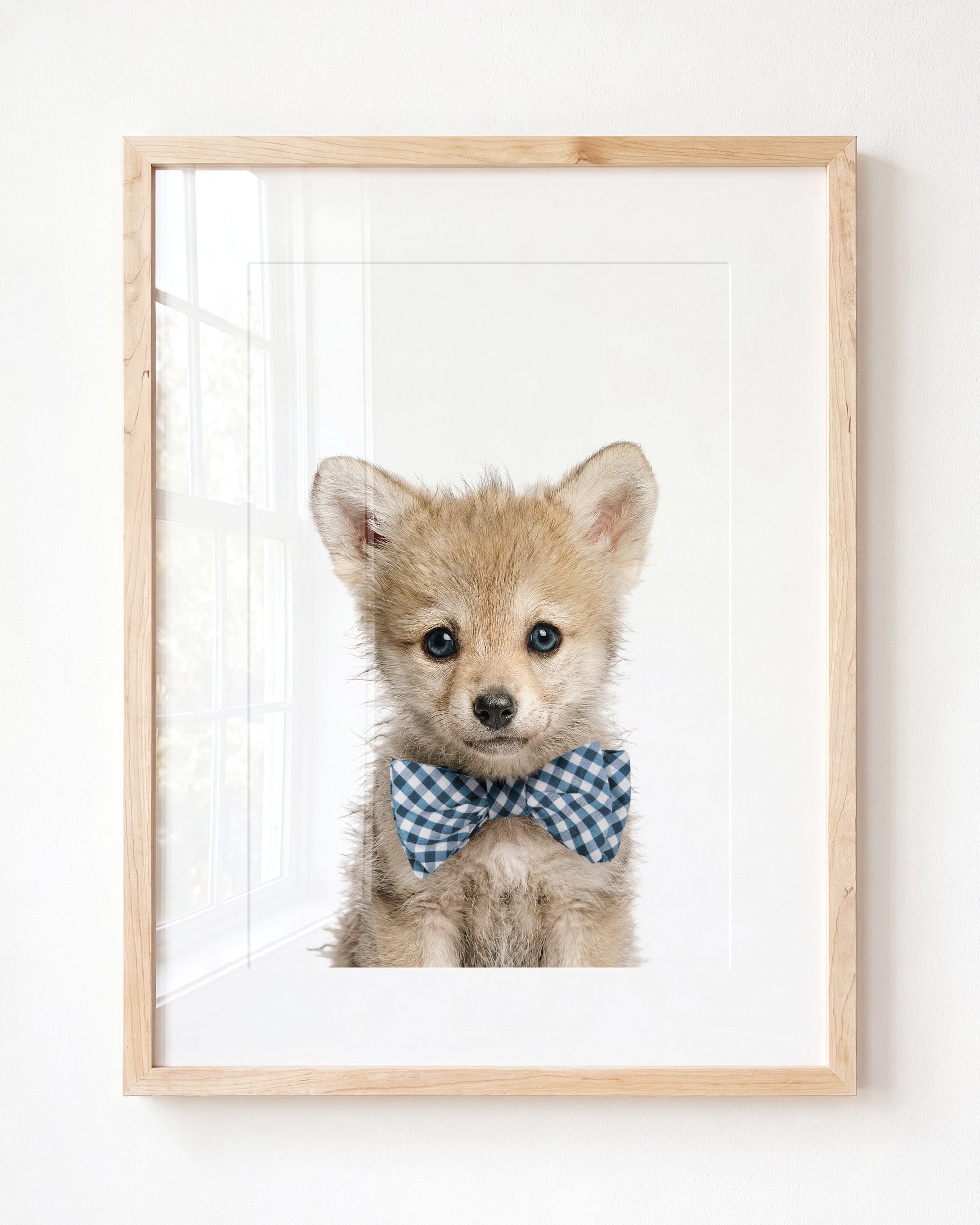 Baby Wolf