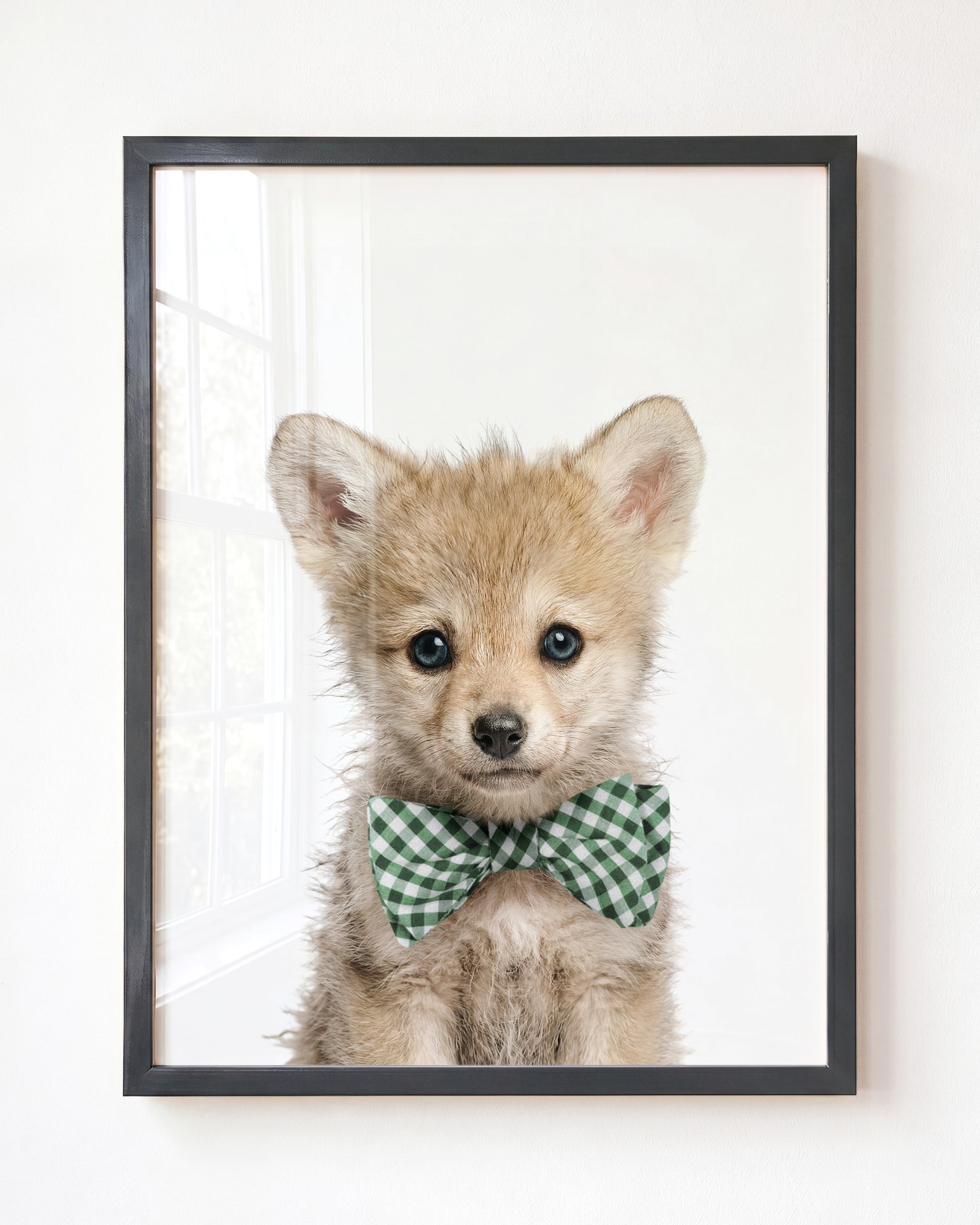 Baby Wolf