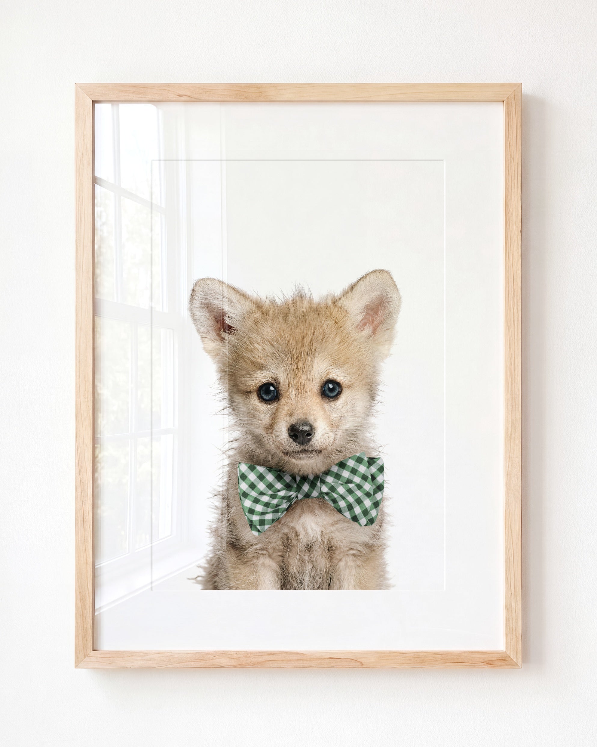 Baby Wolf