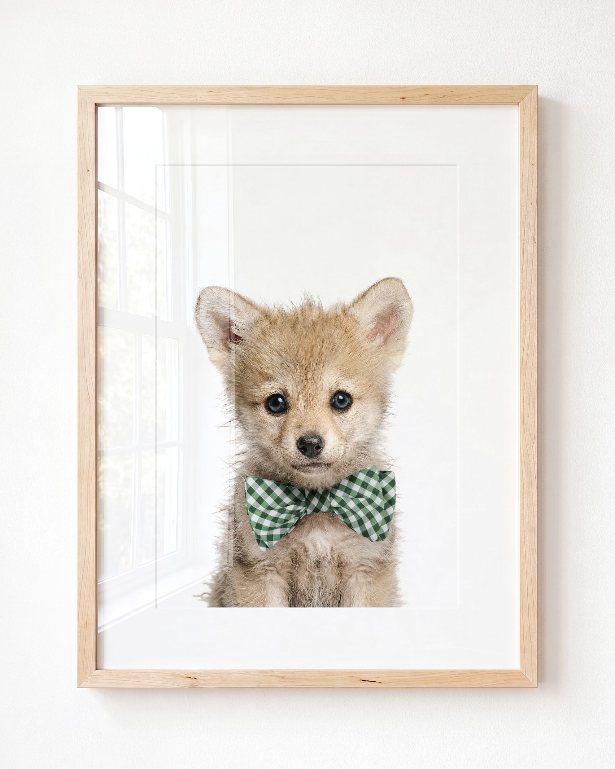Baby Wolf