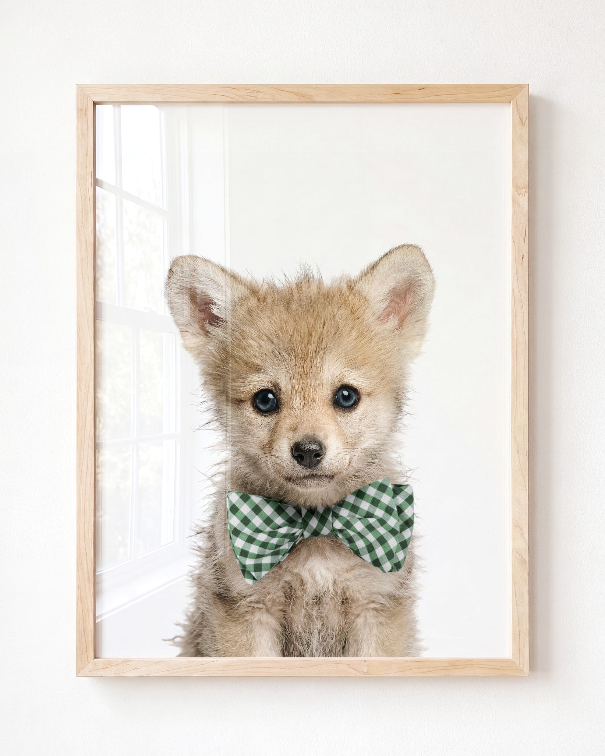 Baby Wolf