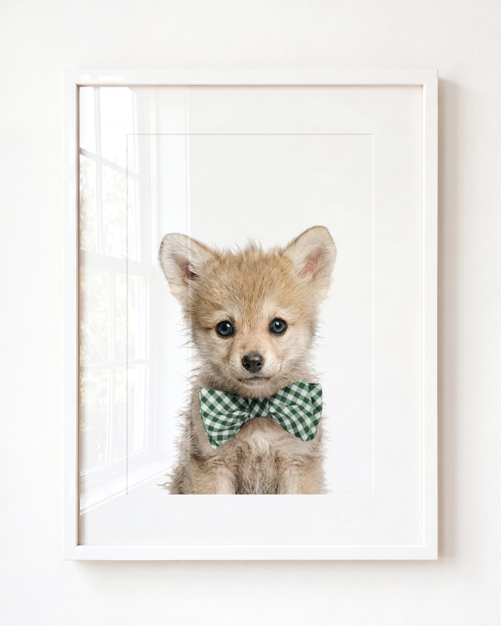 Baby Wolf