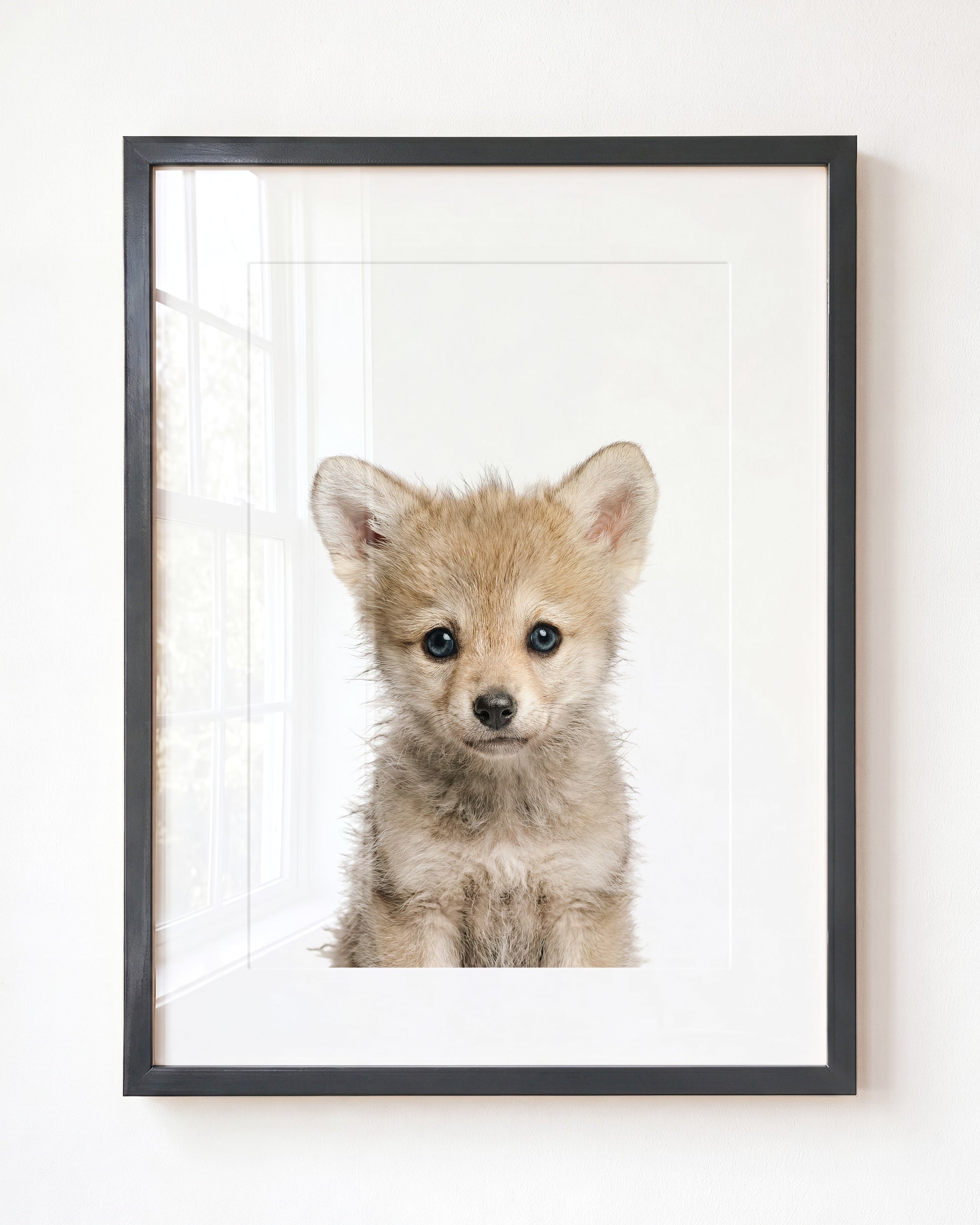 Baby Wolf