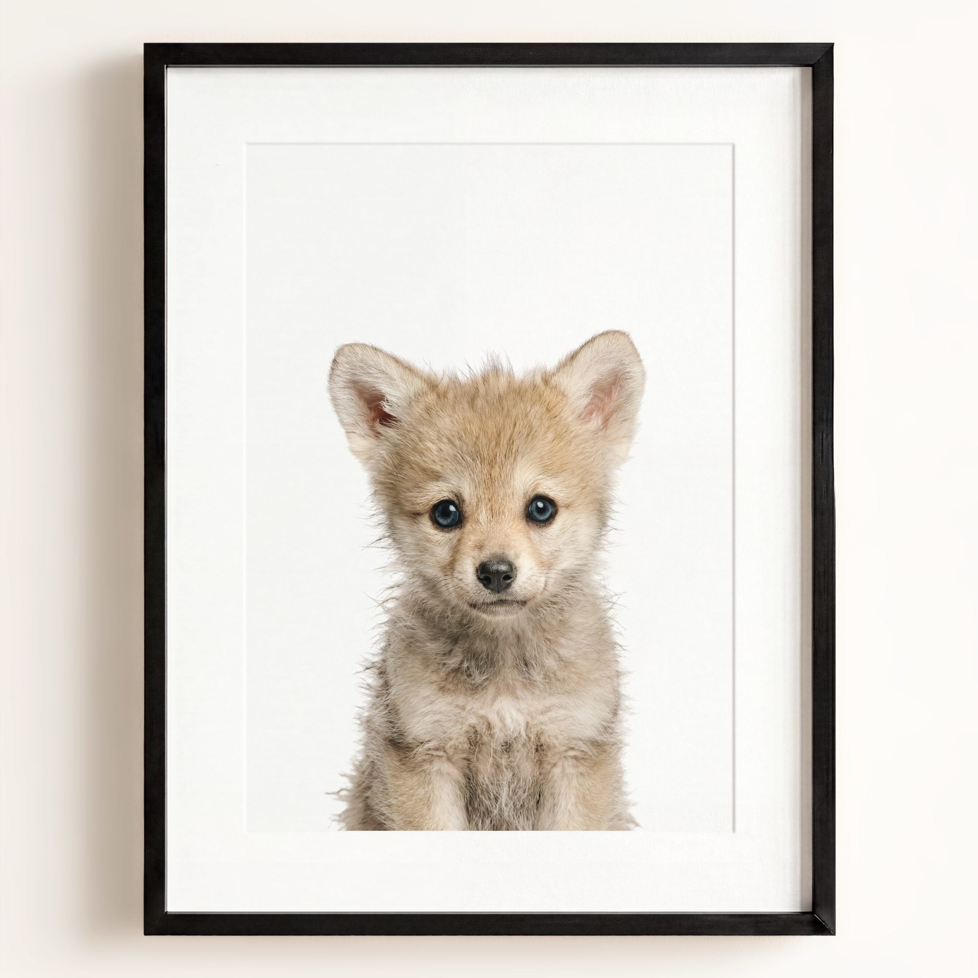 Baby Wolf