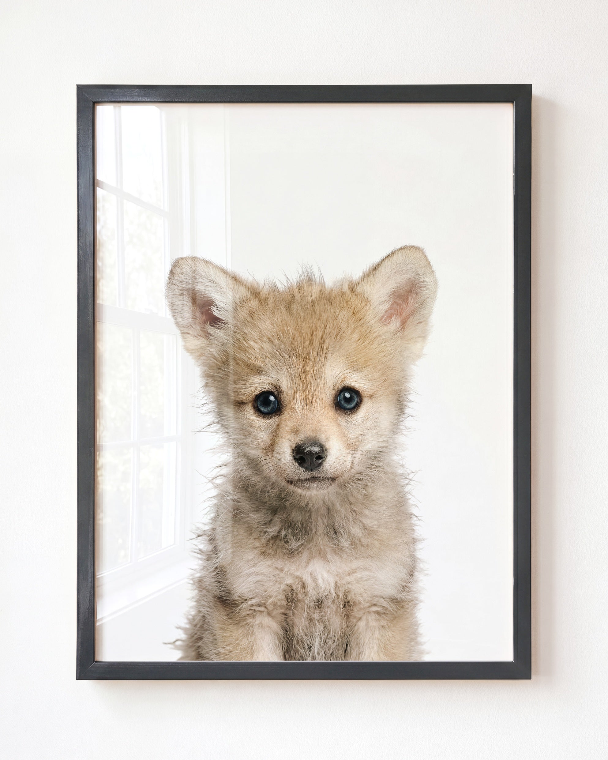 Baby Wolf