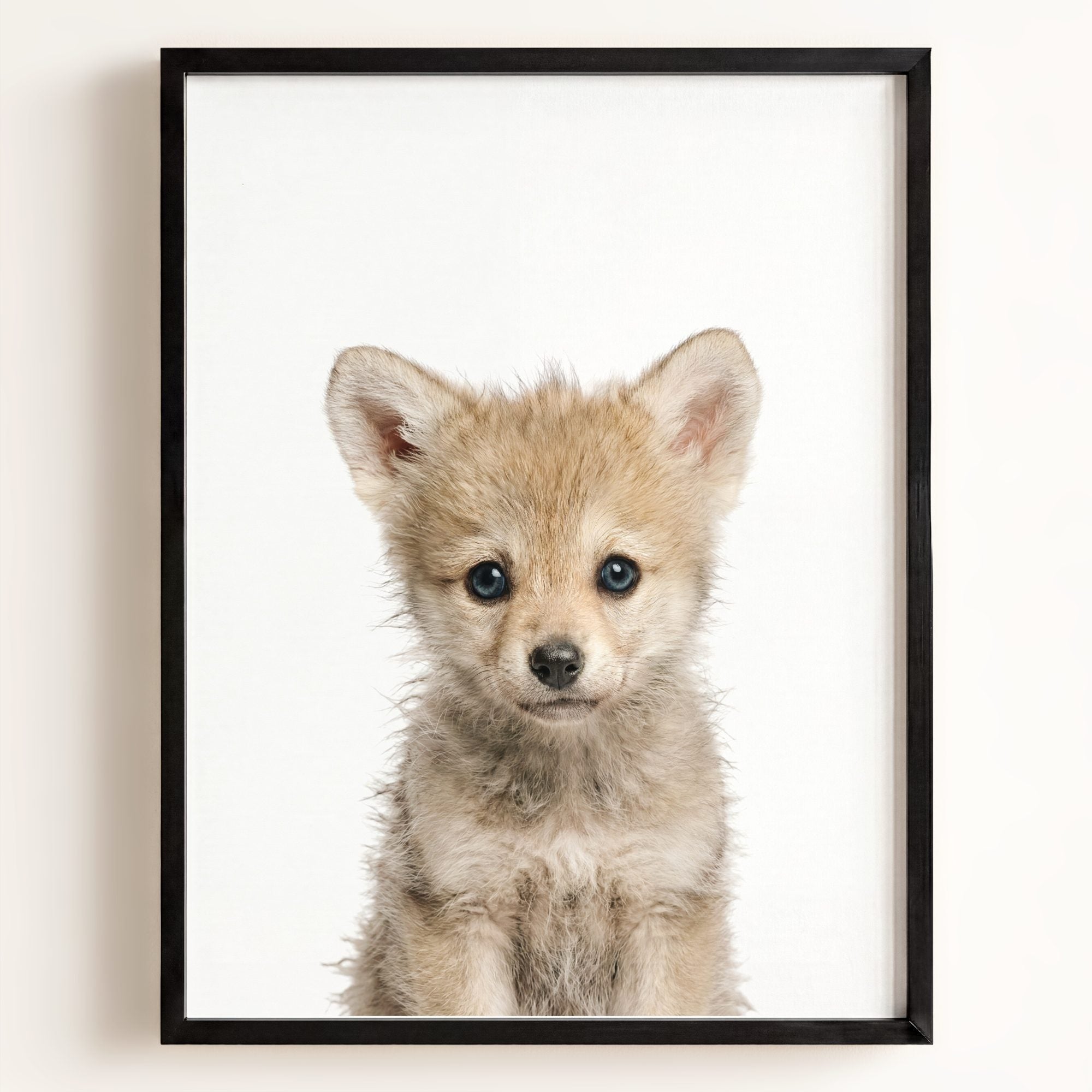 Baby Wolf