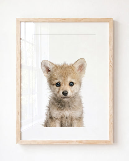Baby Wolf