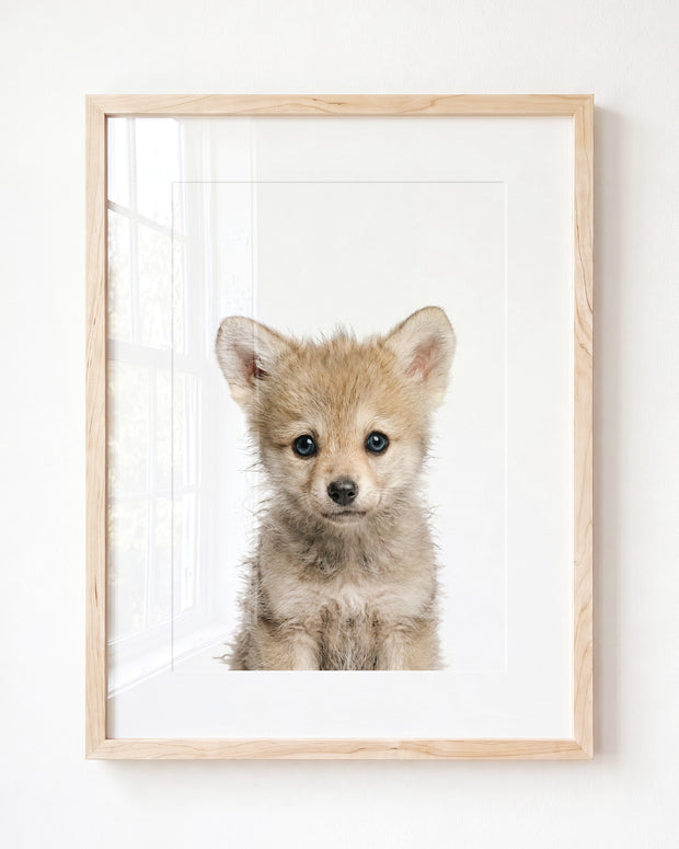 Baby Wolf