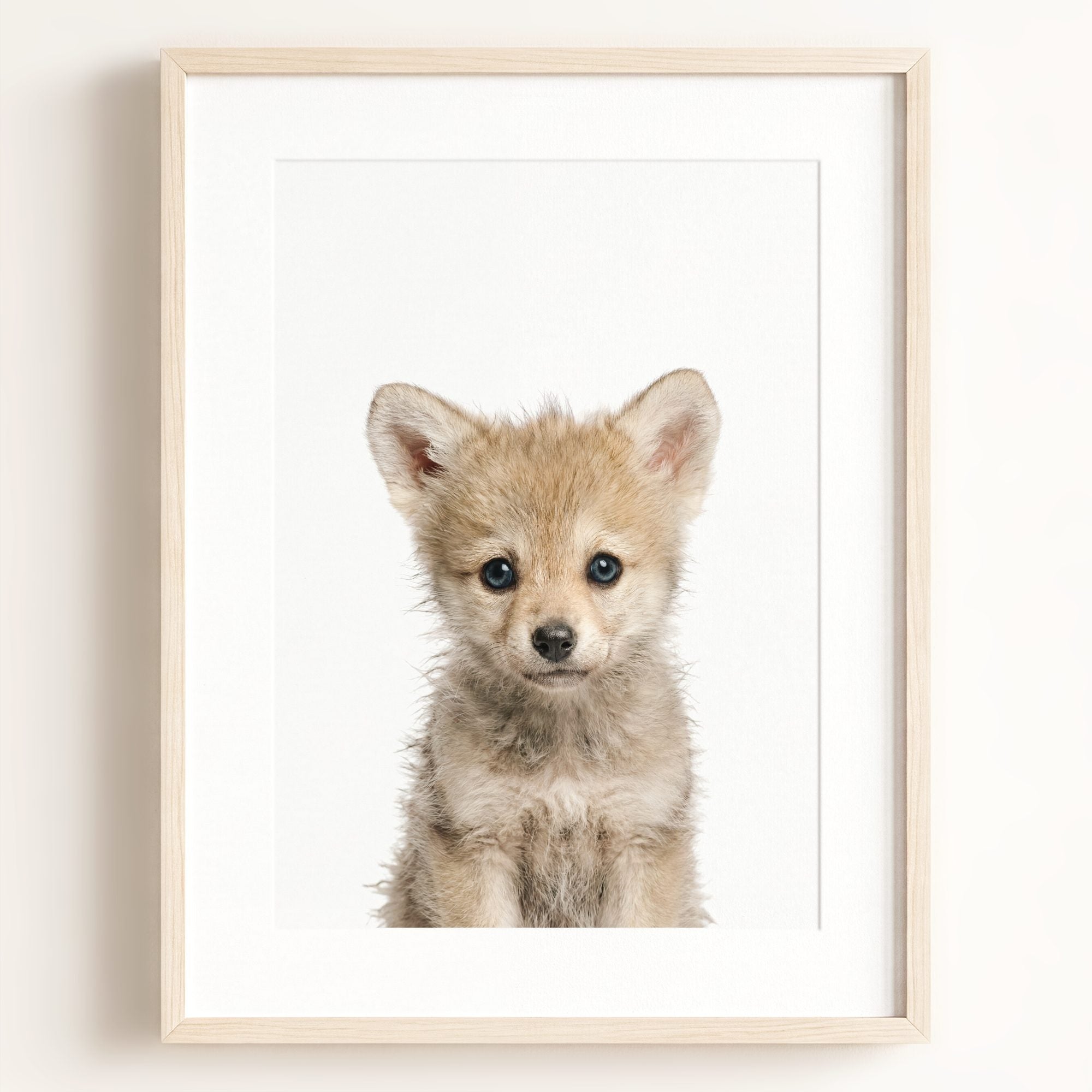 Baby Wolf