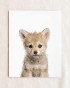 Baby Wolf