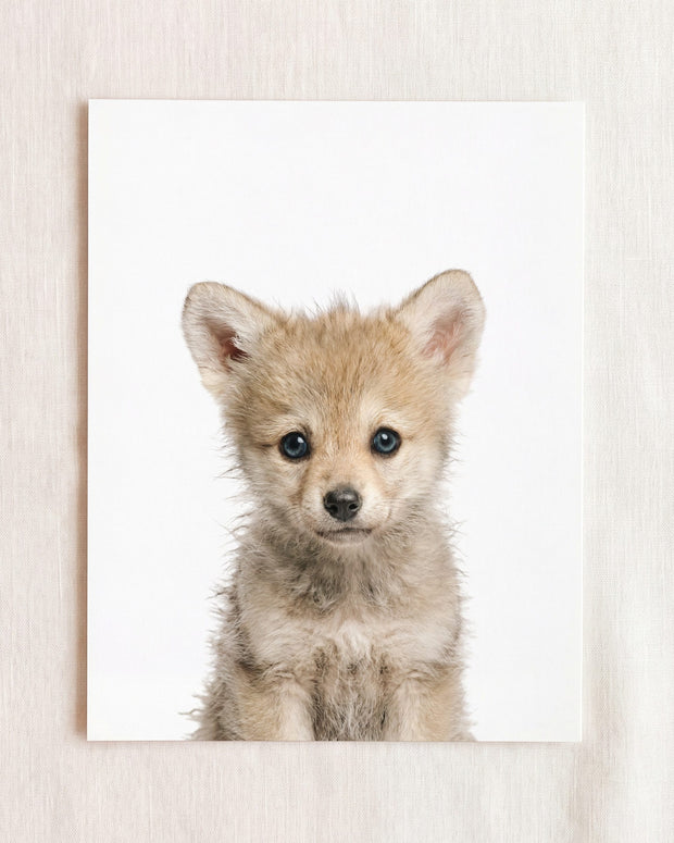 Baby Wolf