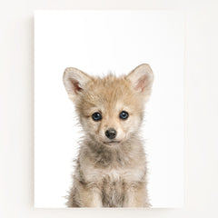 Baby Wolf