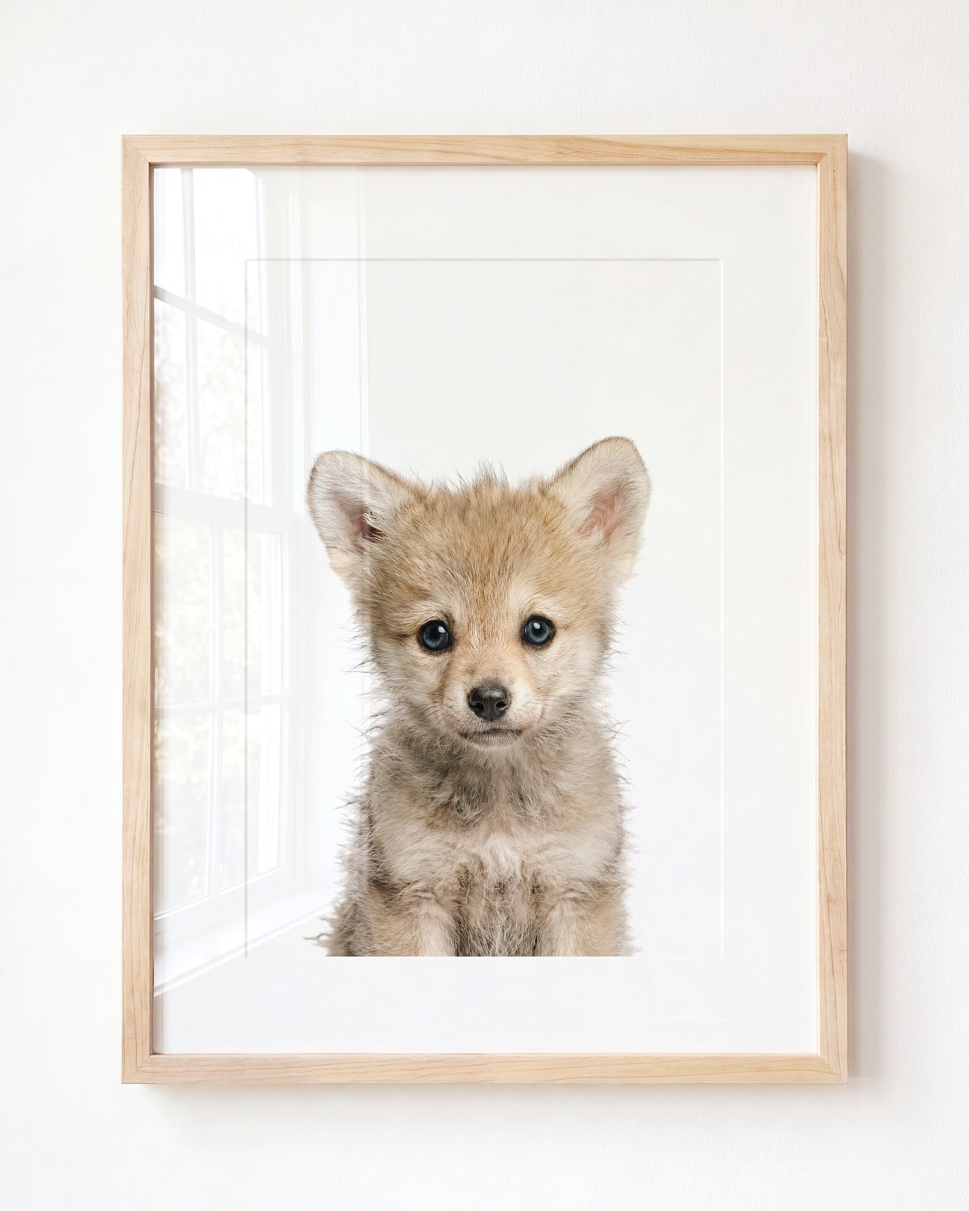 Baby Wolf