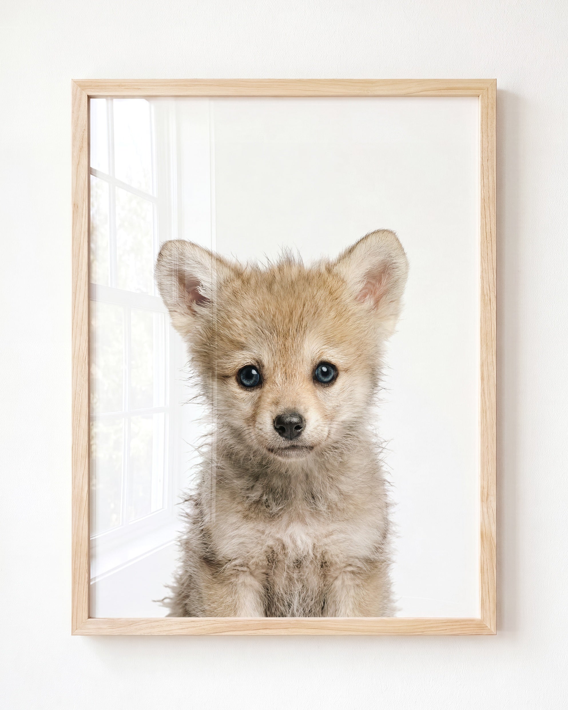 Baby Wolf