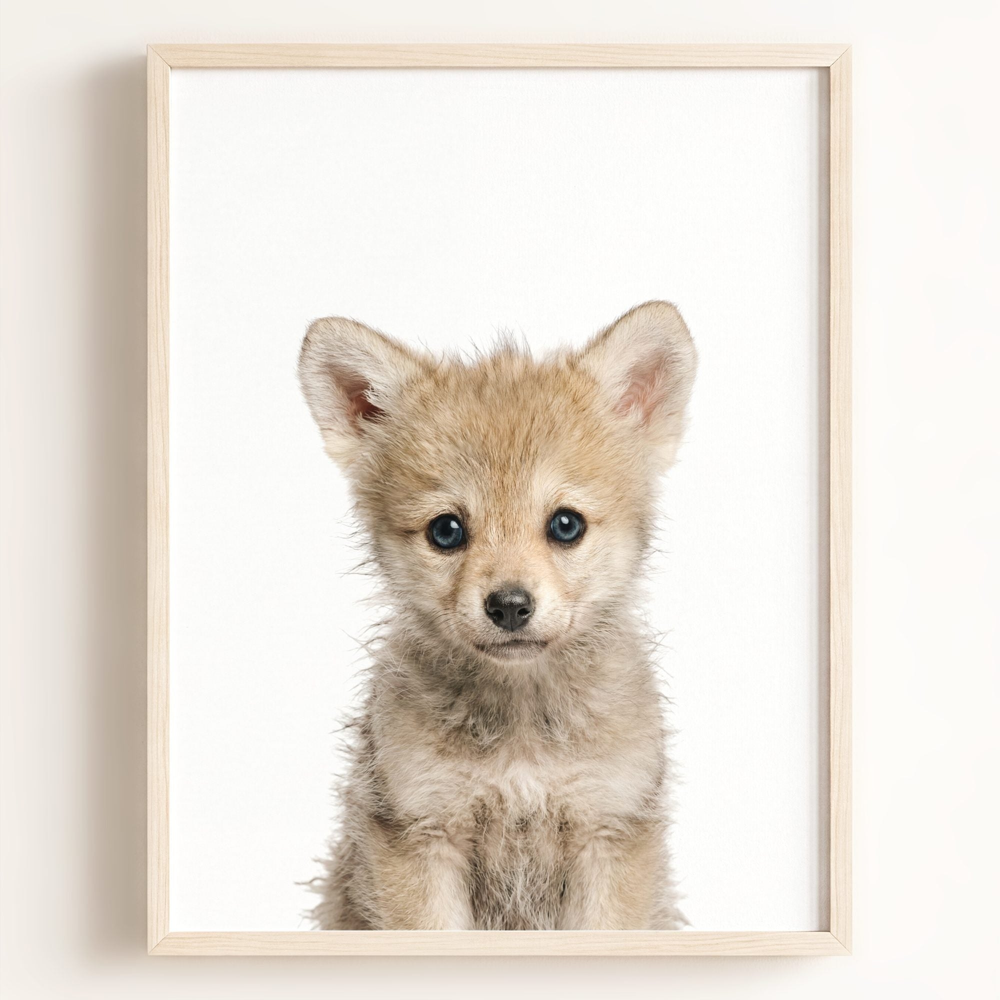 Baby Wolf