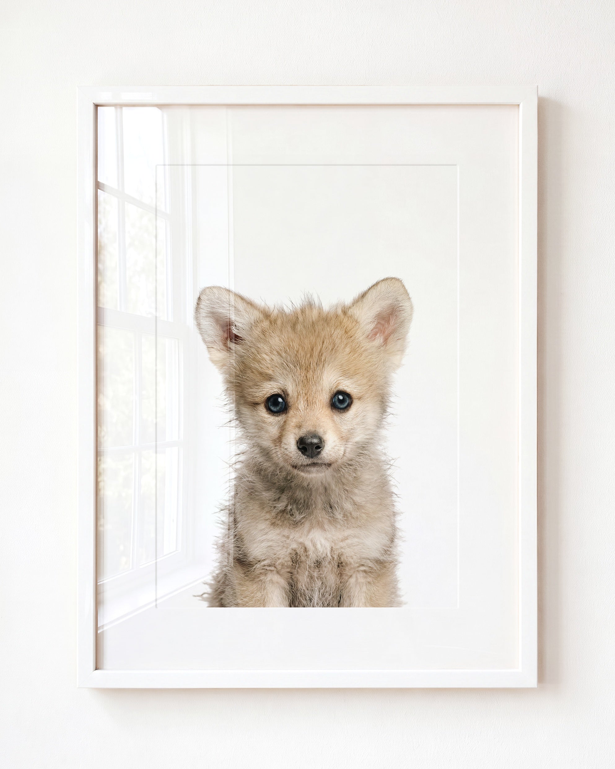 Baby Wolf