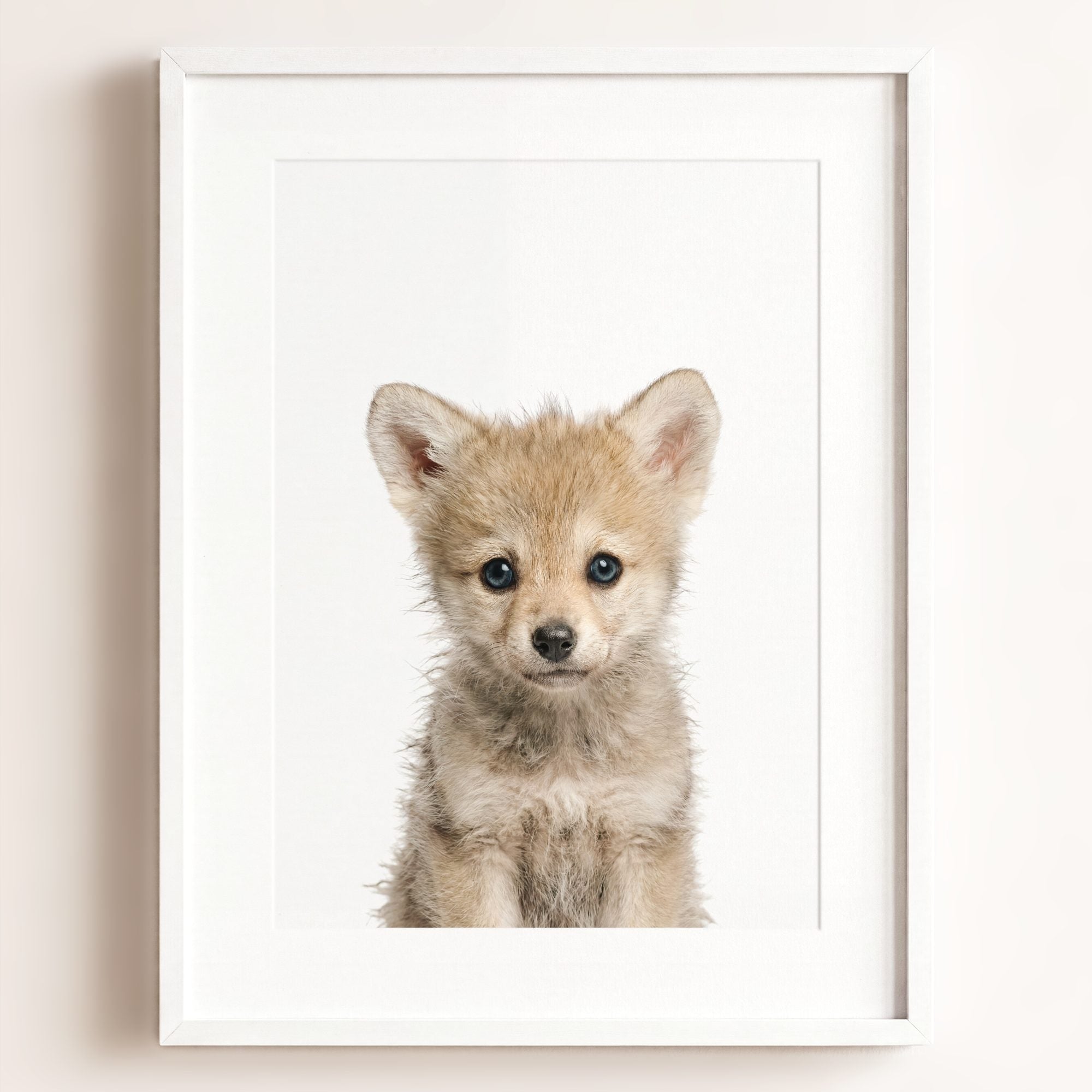 Baby Wolf
