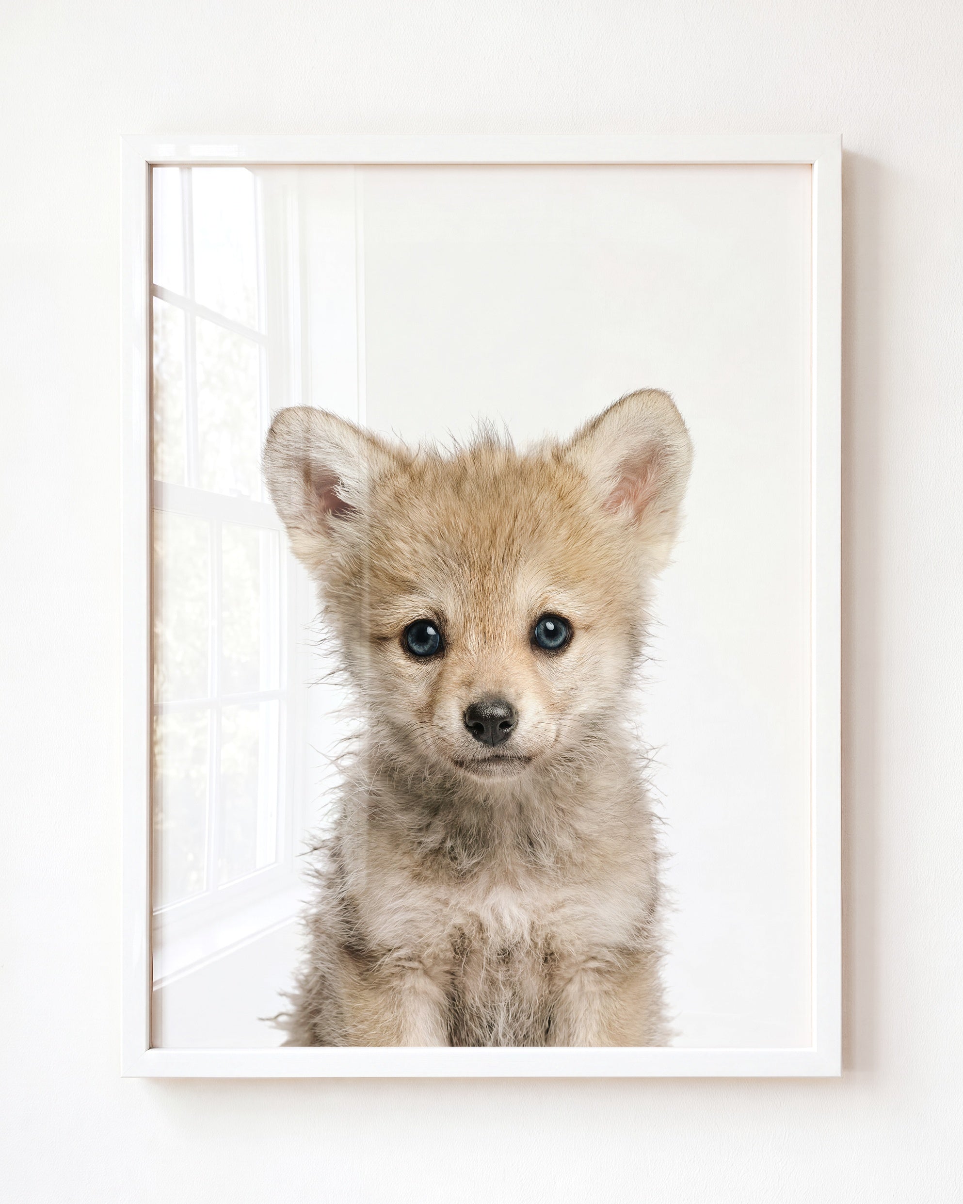 Baby Wolf