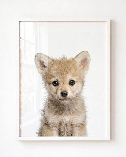 Baby Wolf