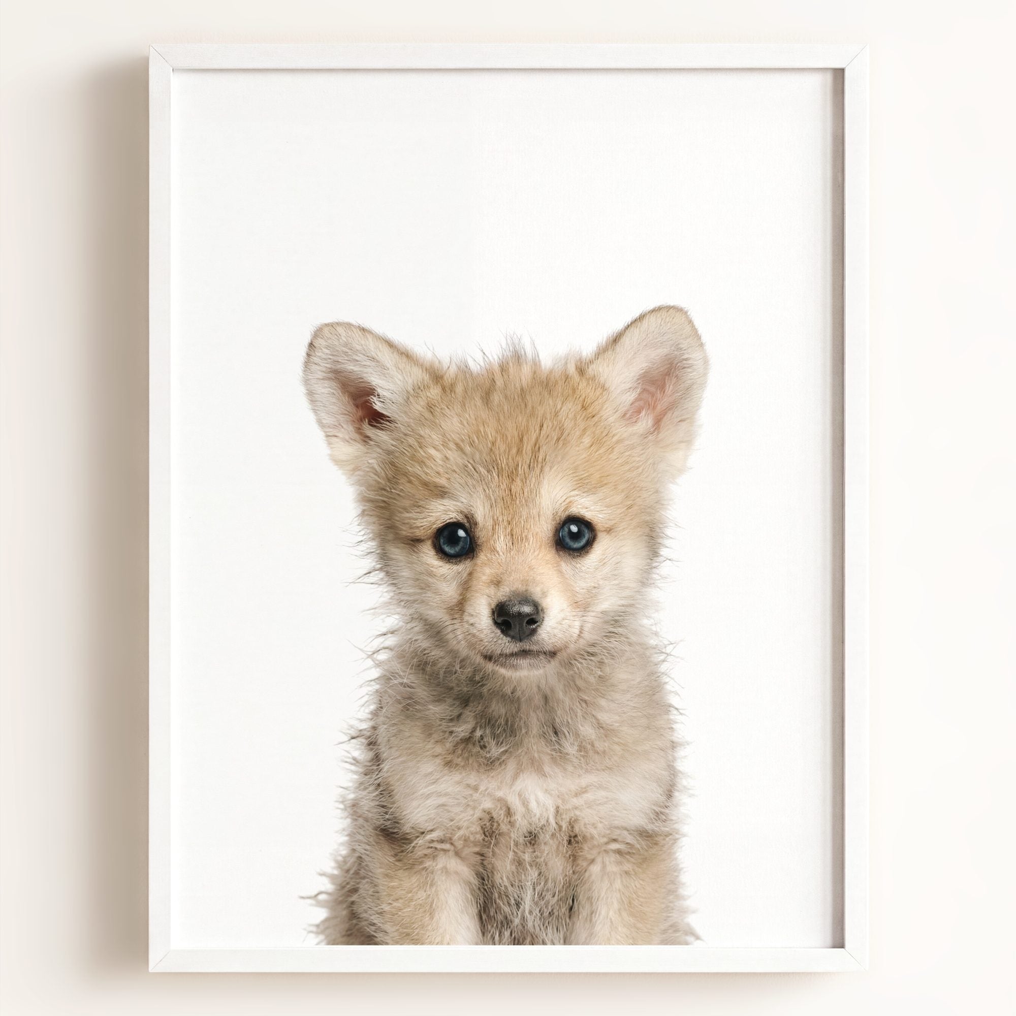 Baby Wolf