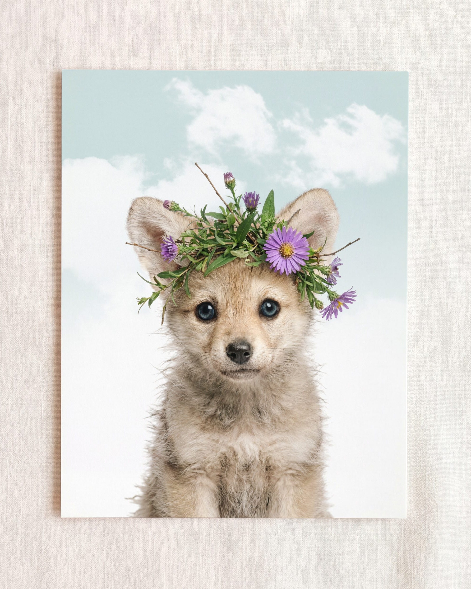 Baby Wolf